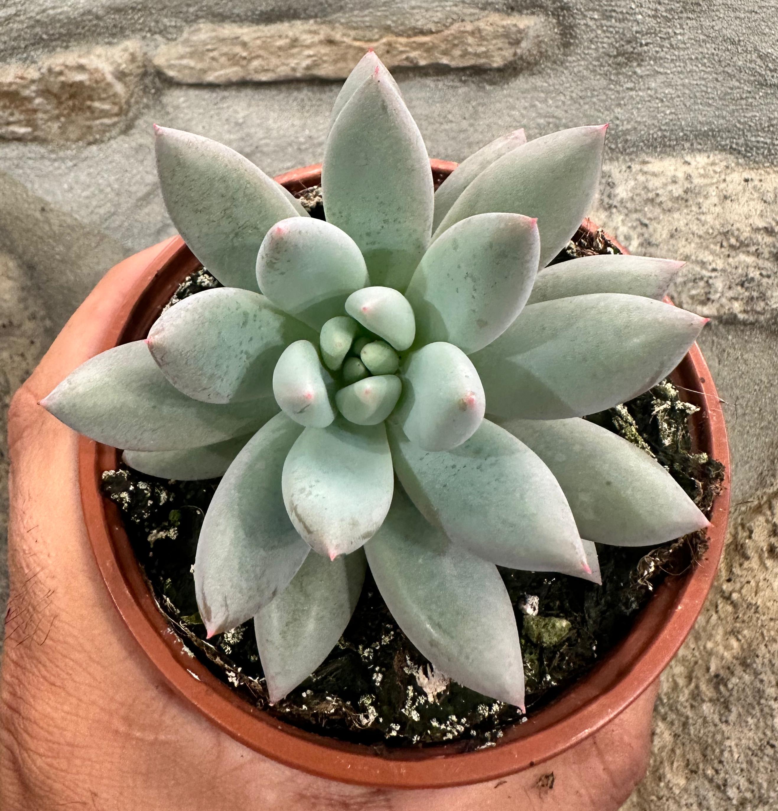 Pachyveria “Dedos de anjo”