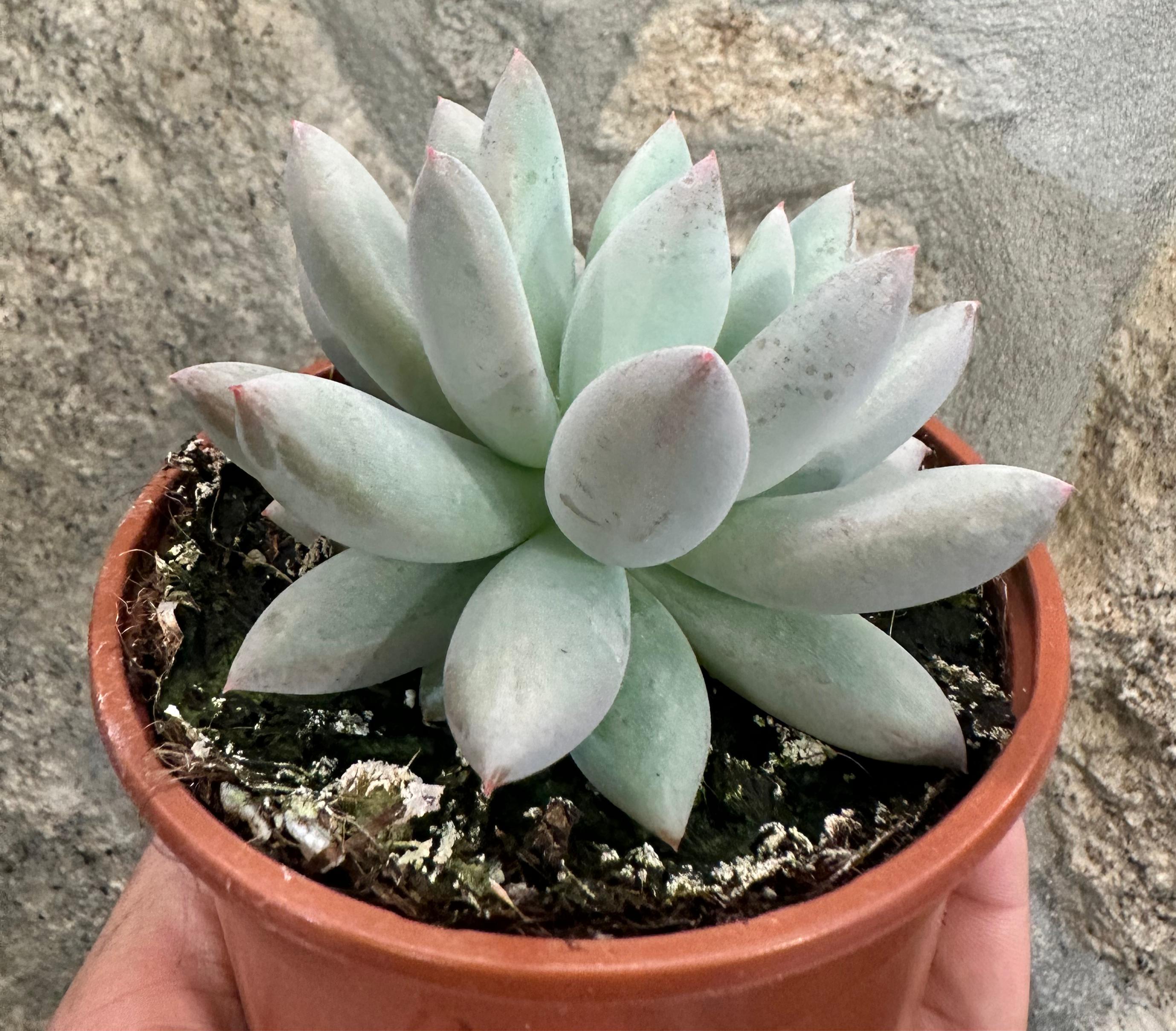 Pachyveria “Dedos de anjo”