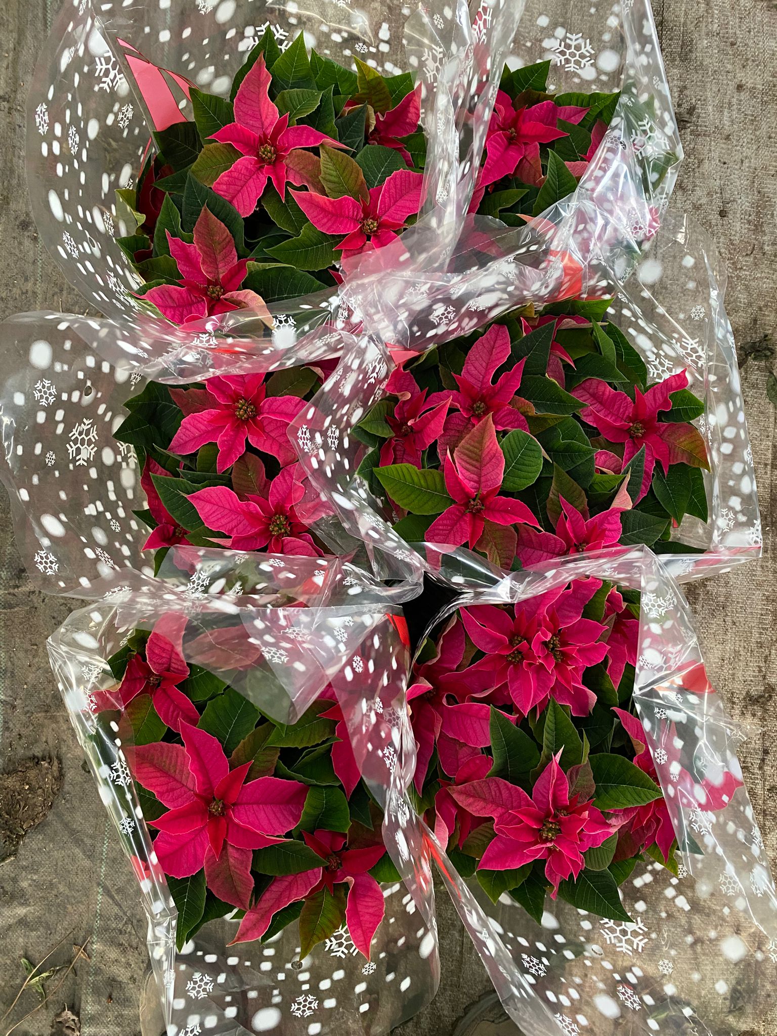 Estrela de Natal Rosa - Euphorbia pulcherrima