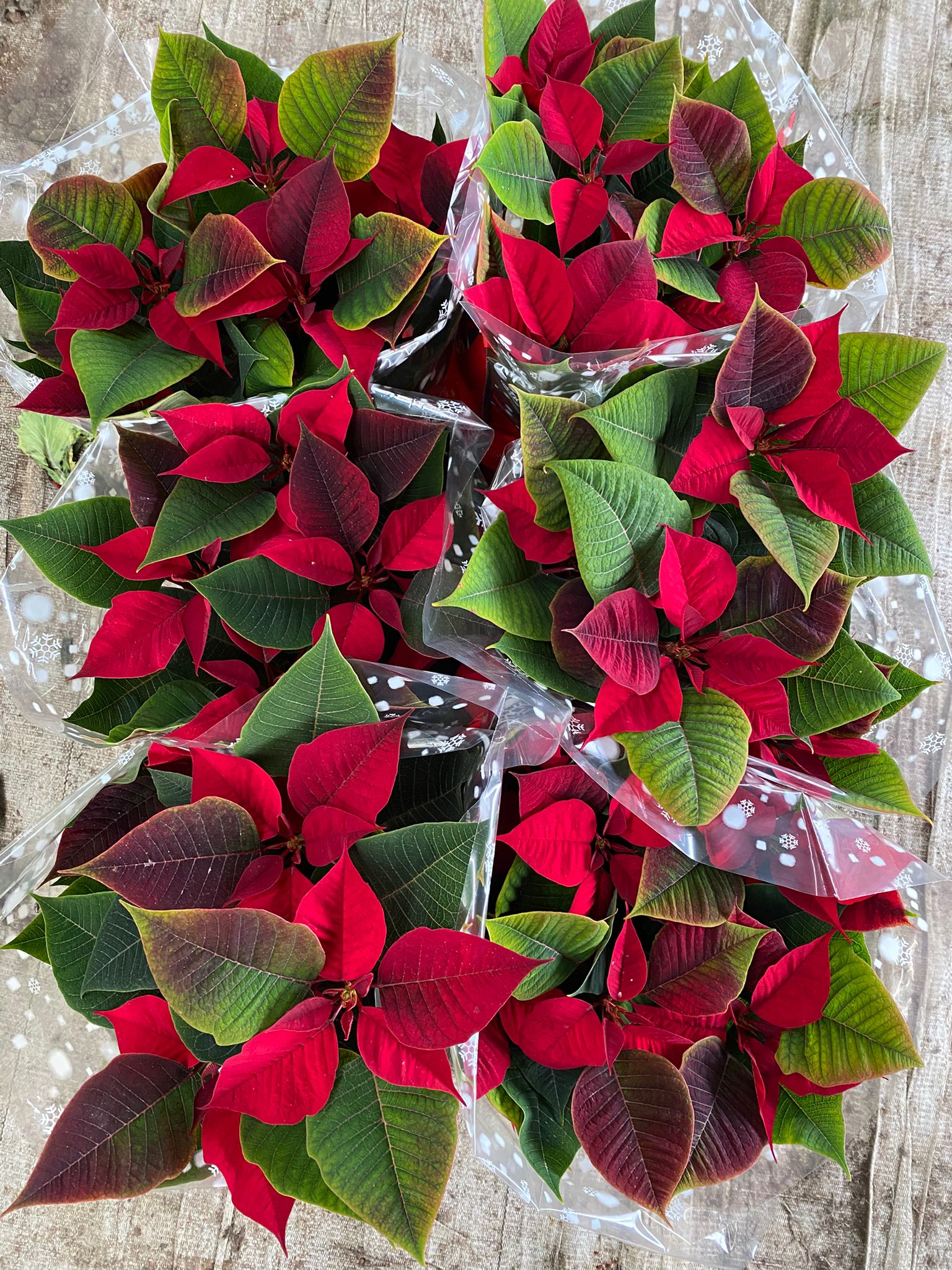 Estrela de Natal vermelha - Euphorbia pulcherrima