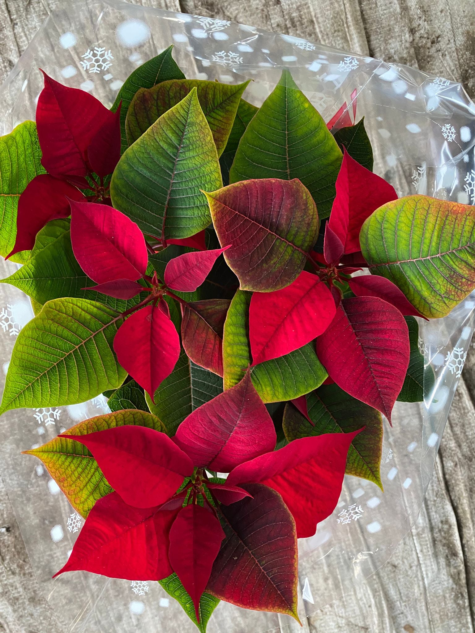 Estrela de Natal vermelha - Euphorbia pulcherrima