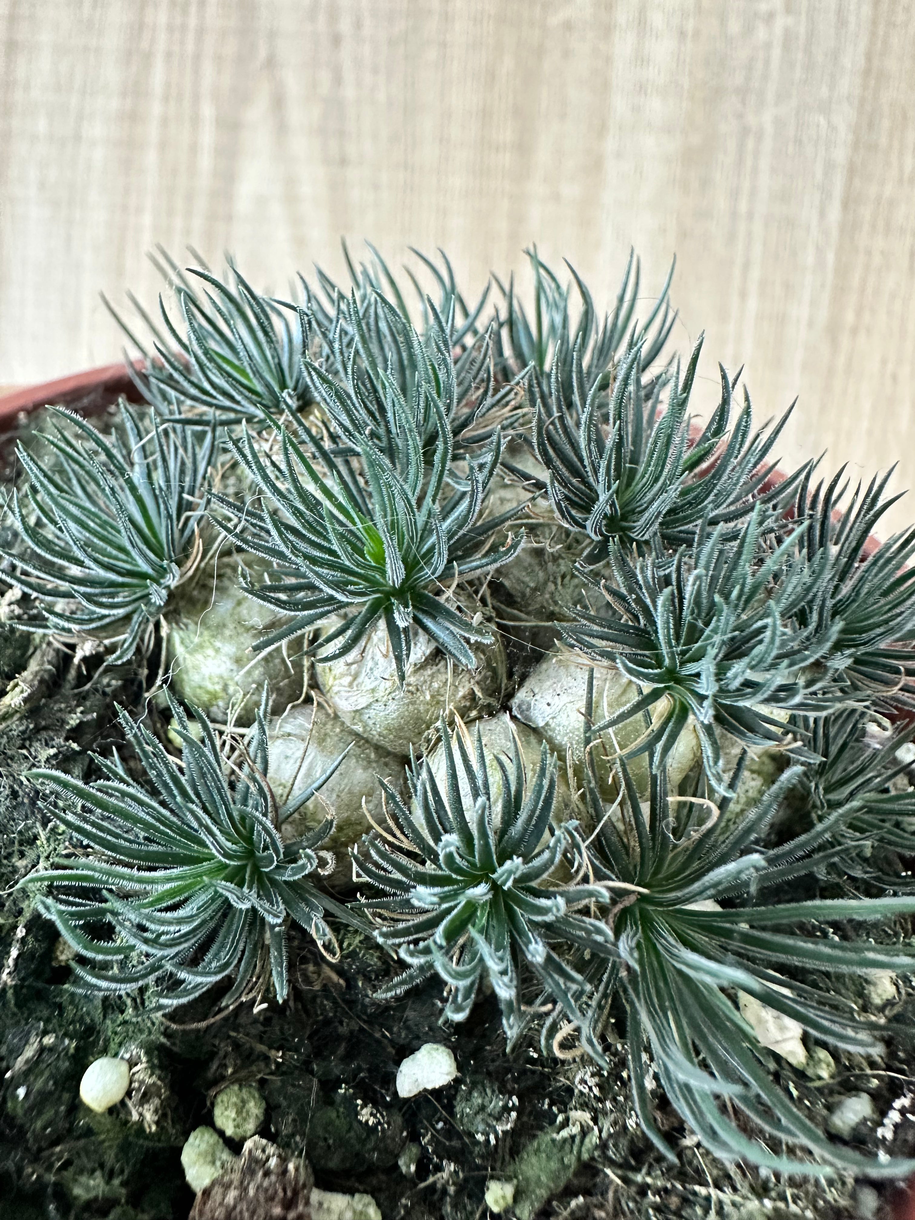 Ornithogalum sardienii