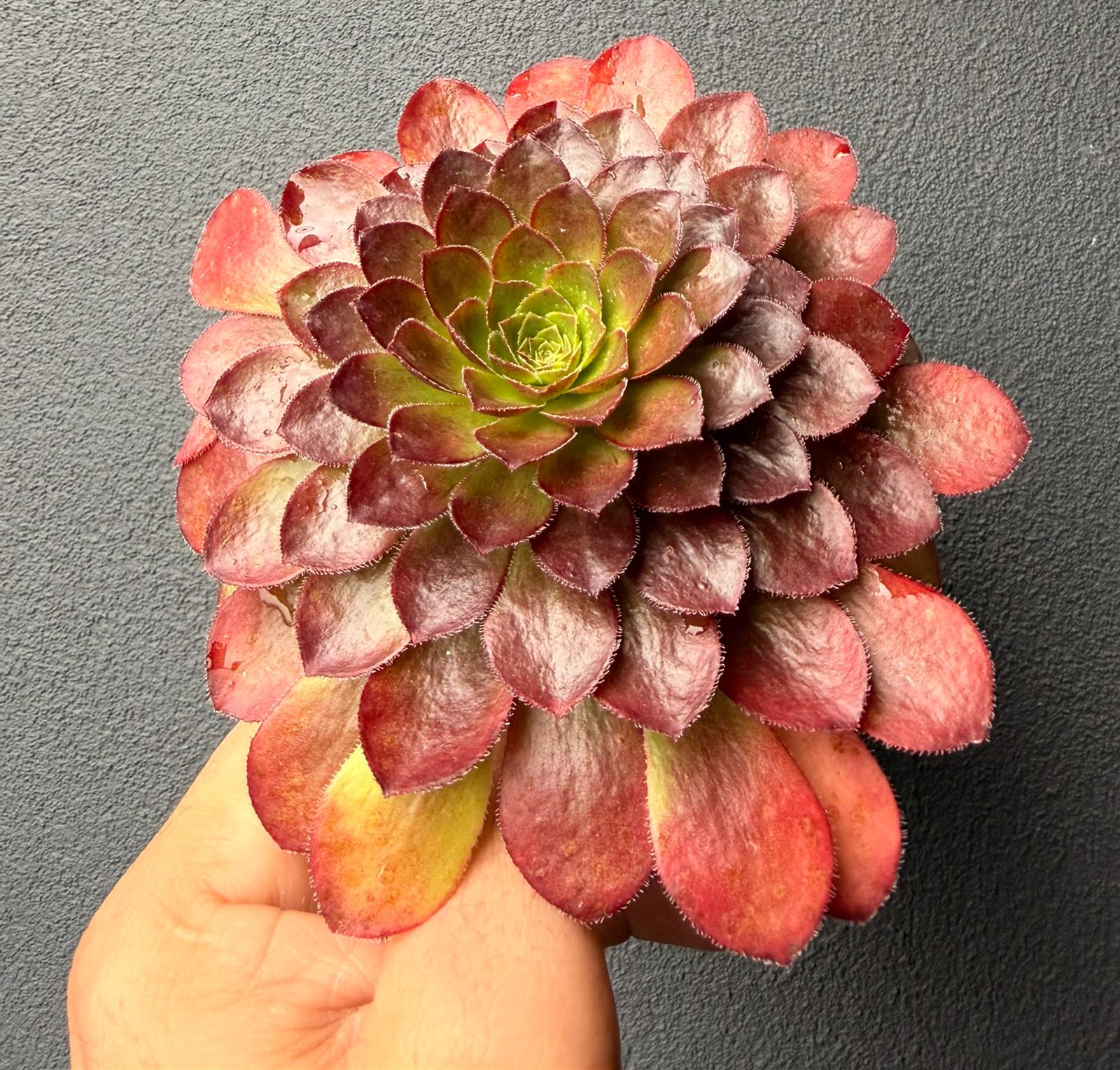 Semponium “Sienna”