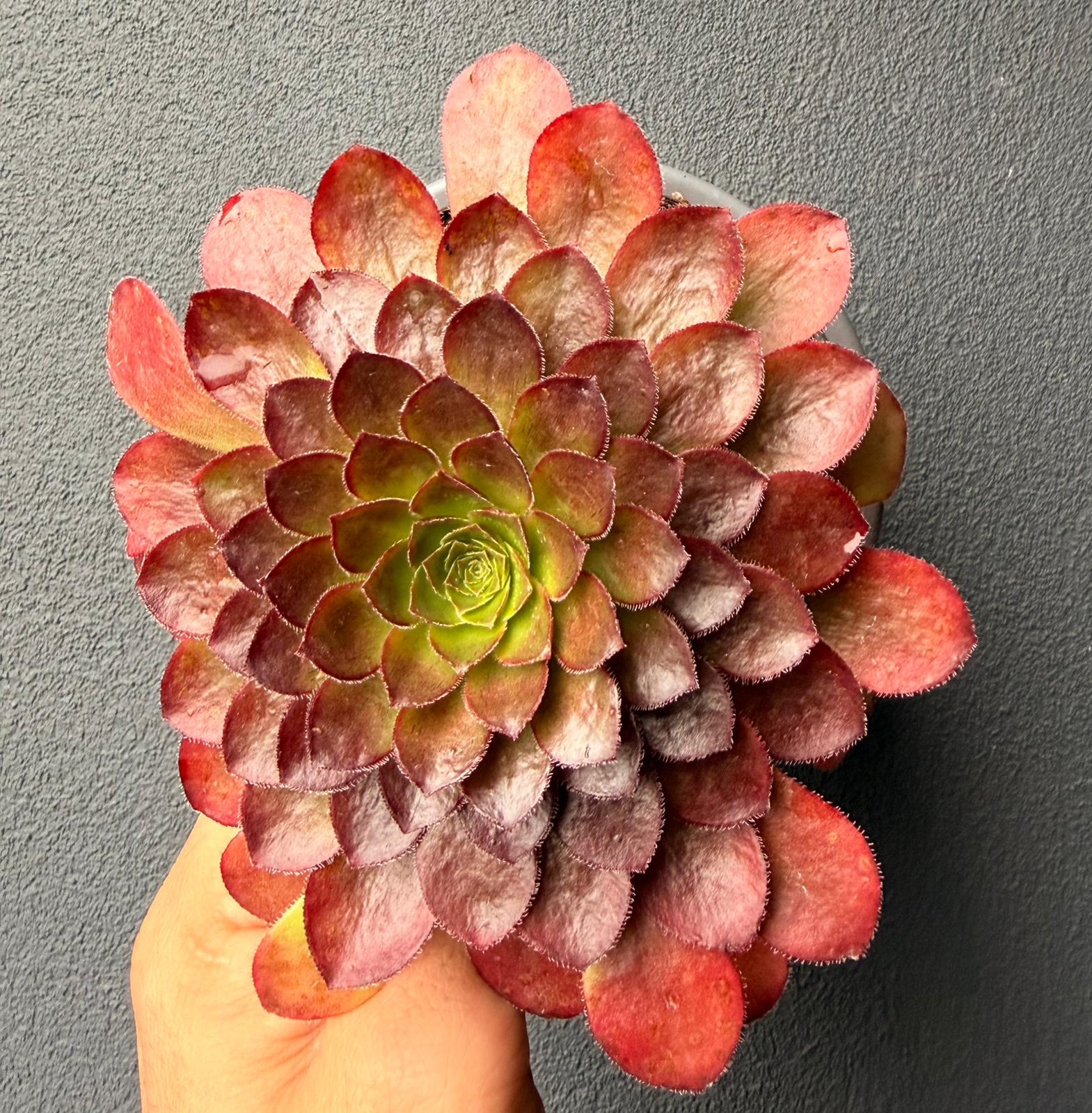 Semponium “Sienna”