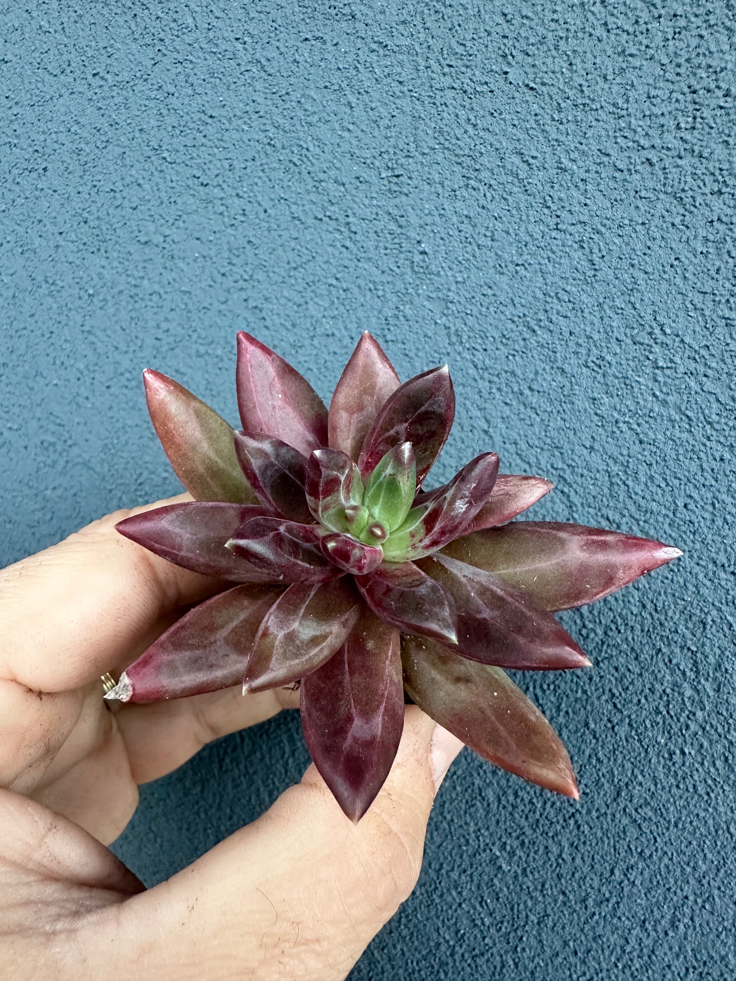 Pachyveria “Izar”