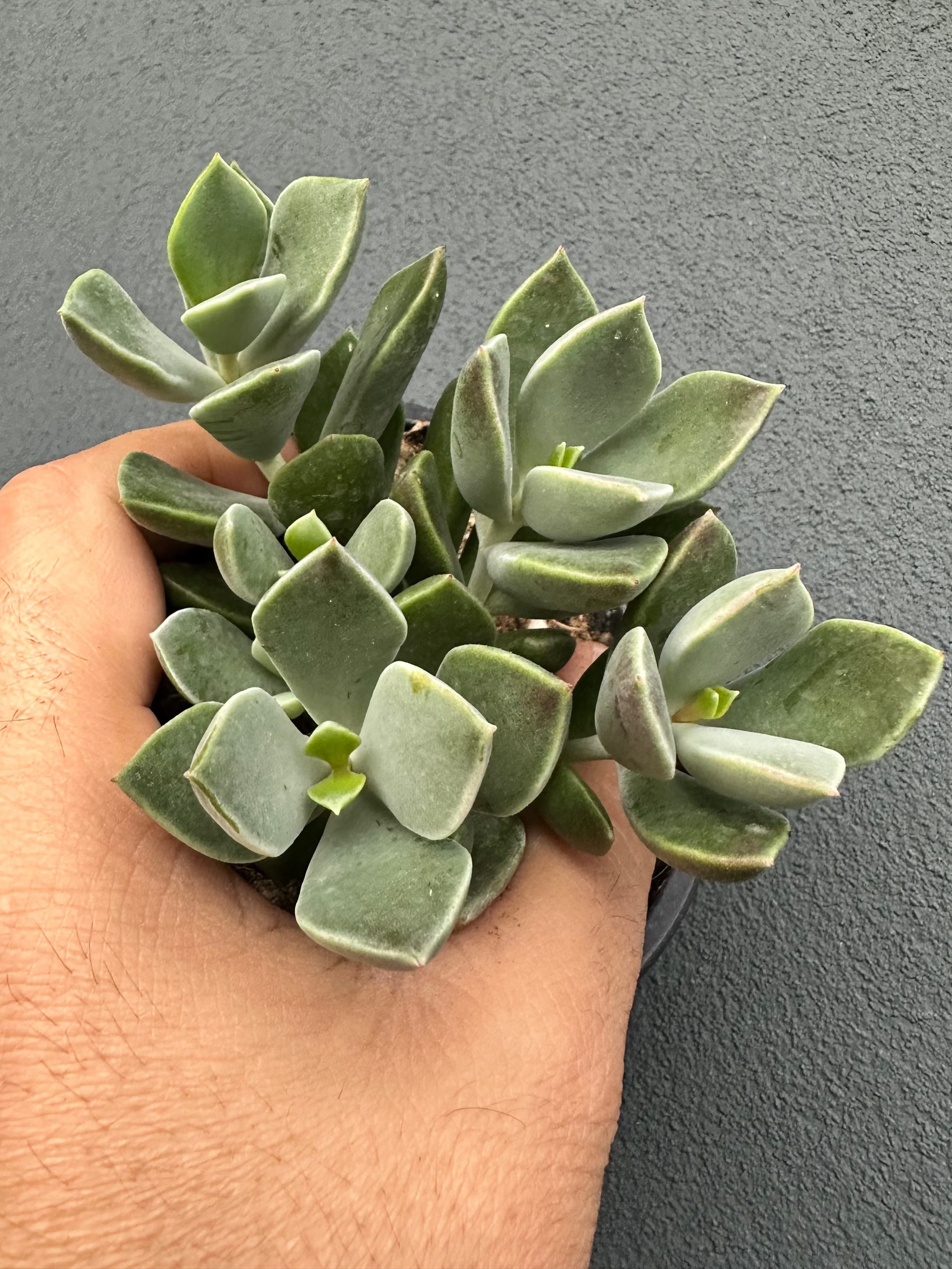 Cotyledon ‘Green Peaks’