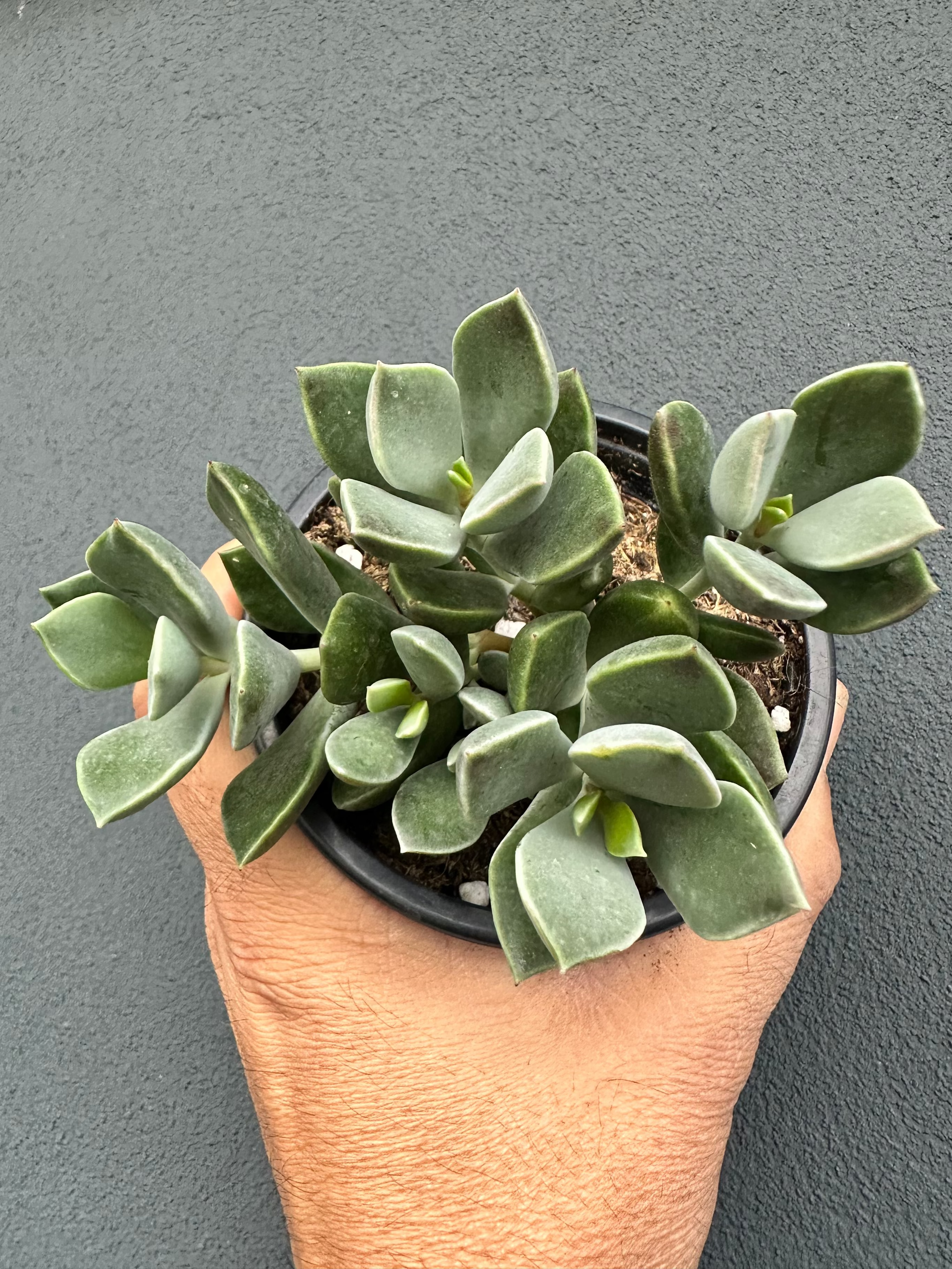 Cotyledon ‘Green Peaks’