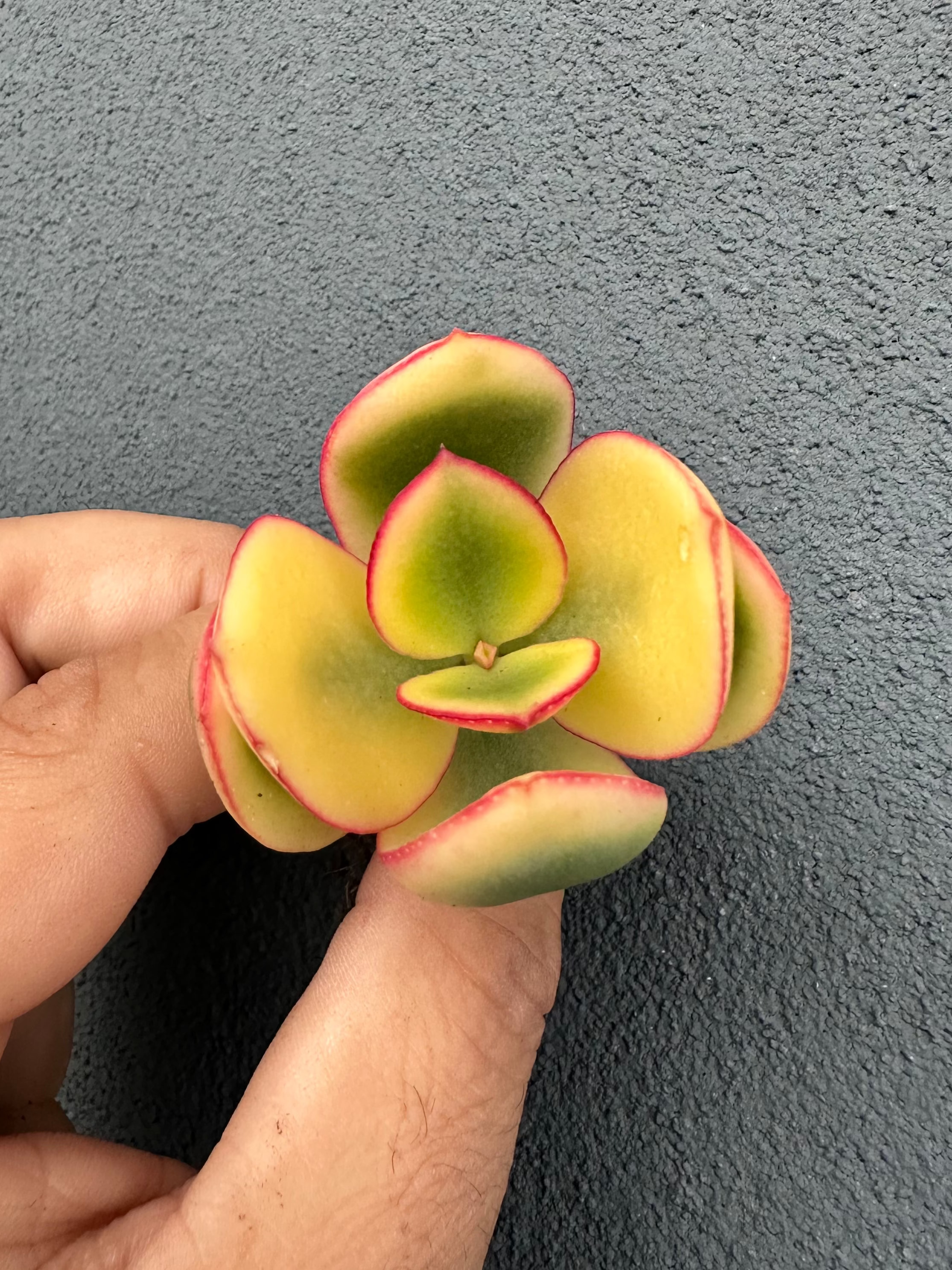Crassula Blue Bird