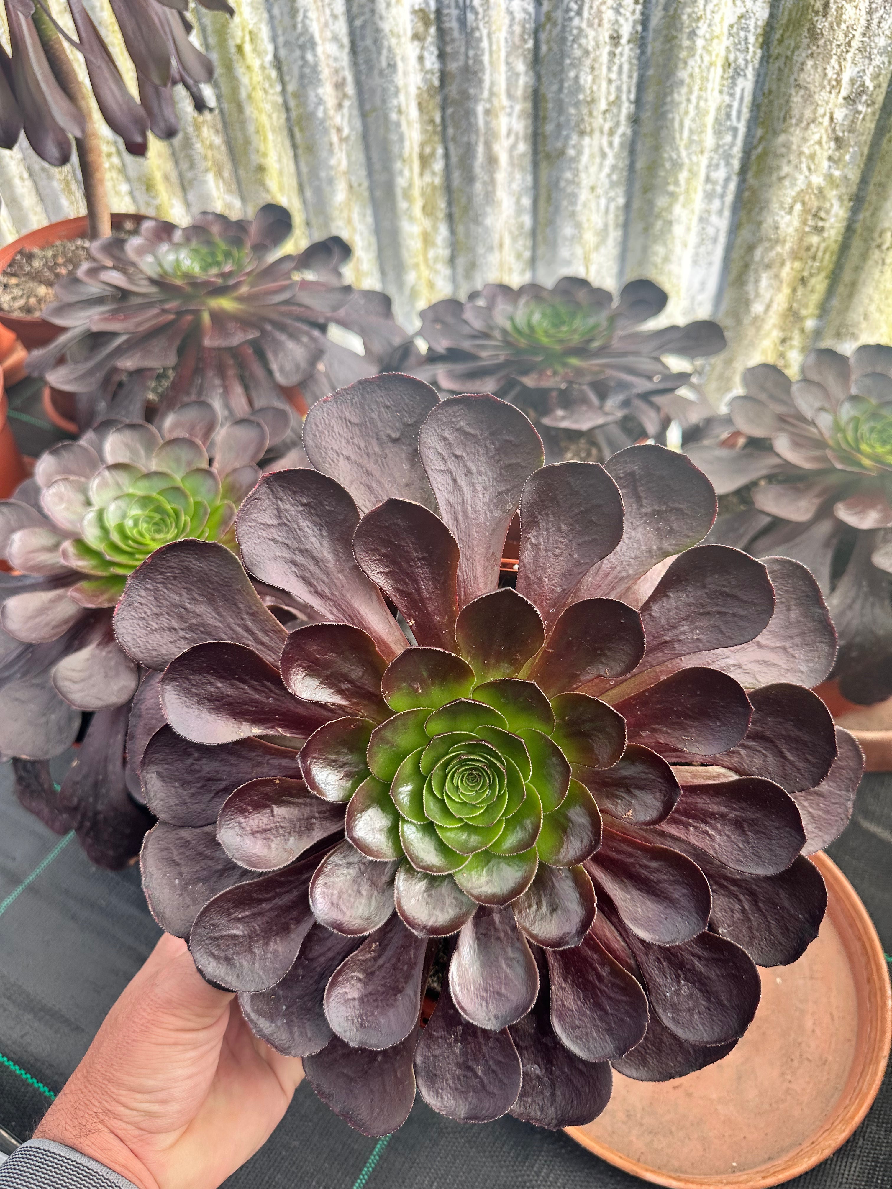 Aeonium Semponium Destiny