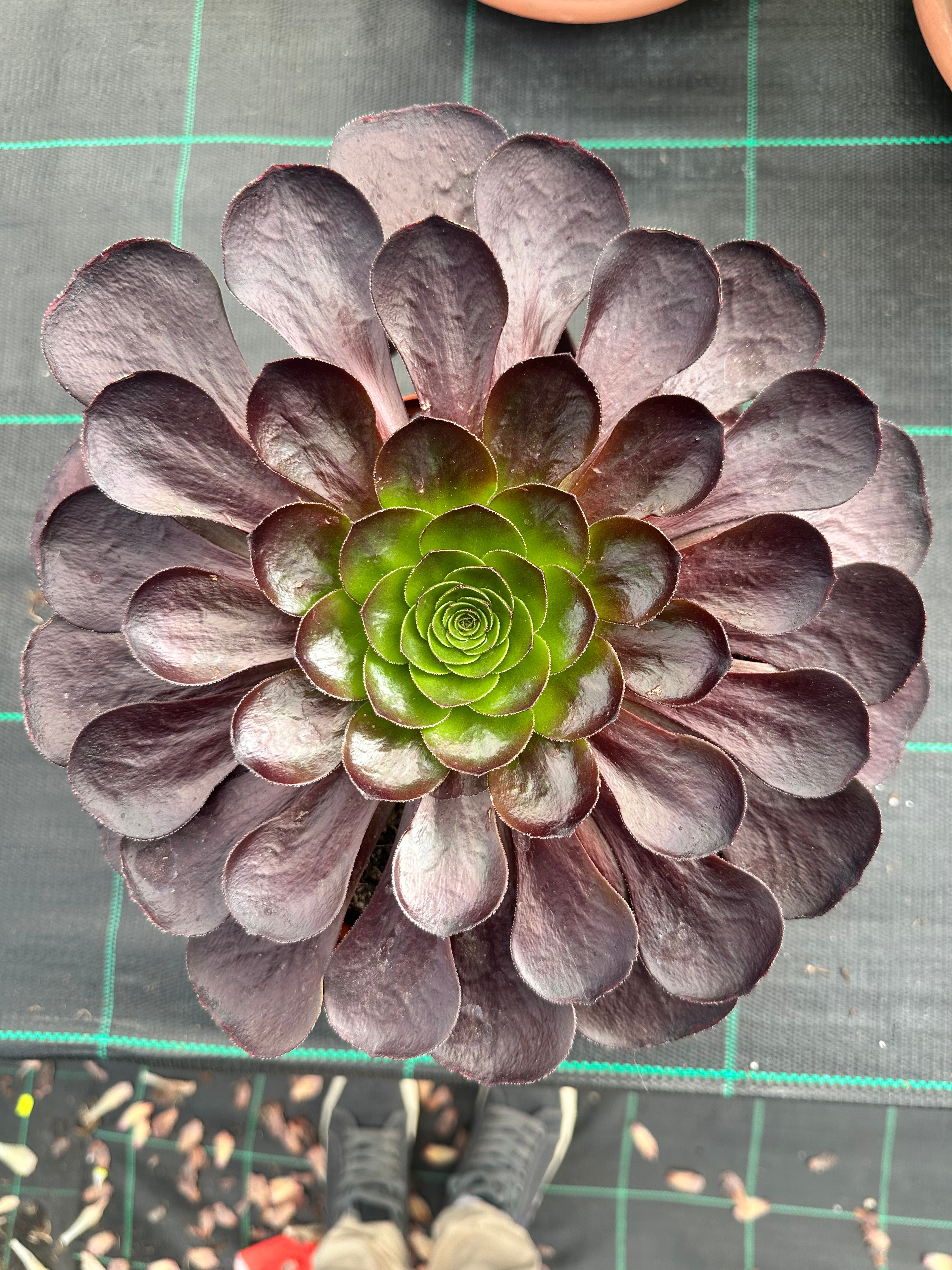 Aeonium Semponium Destiny