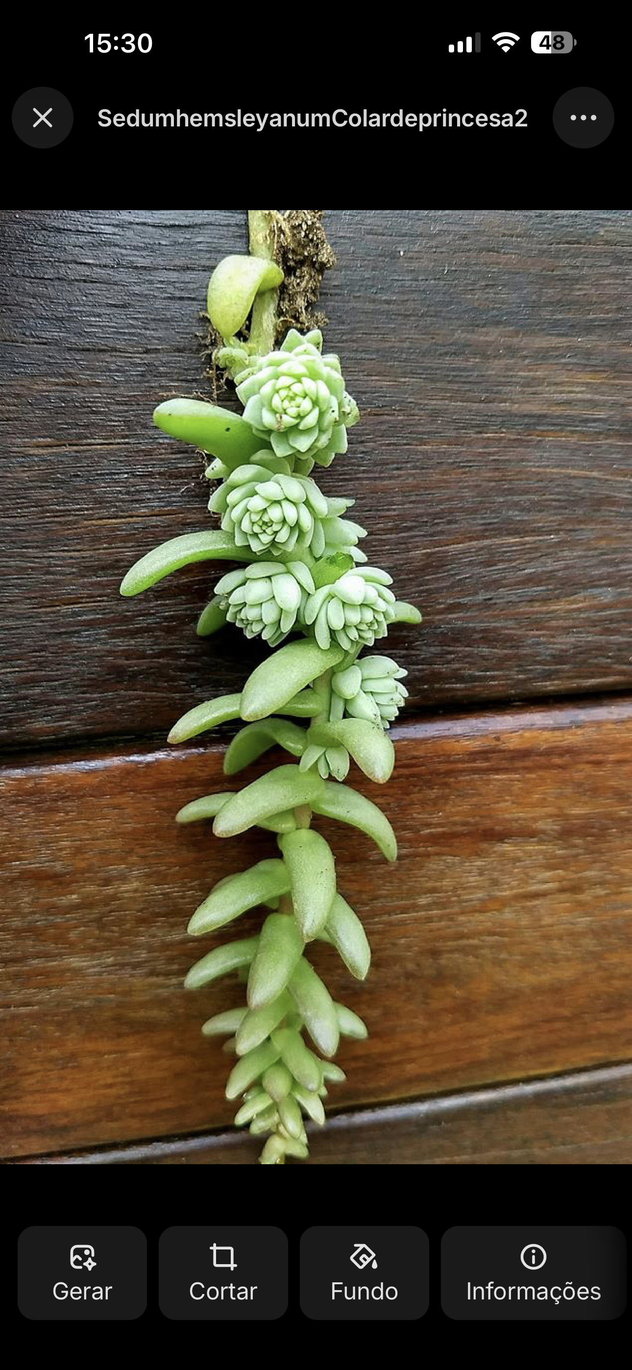 Sedum hemsleyanum “Colar de princesa”