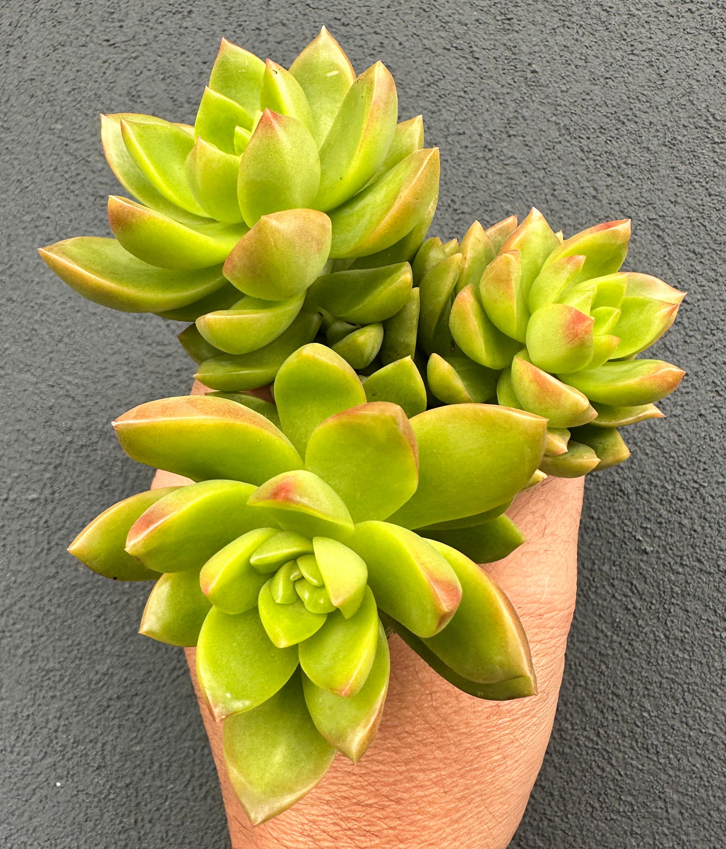 Sedum Lime Gold