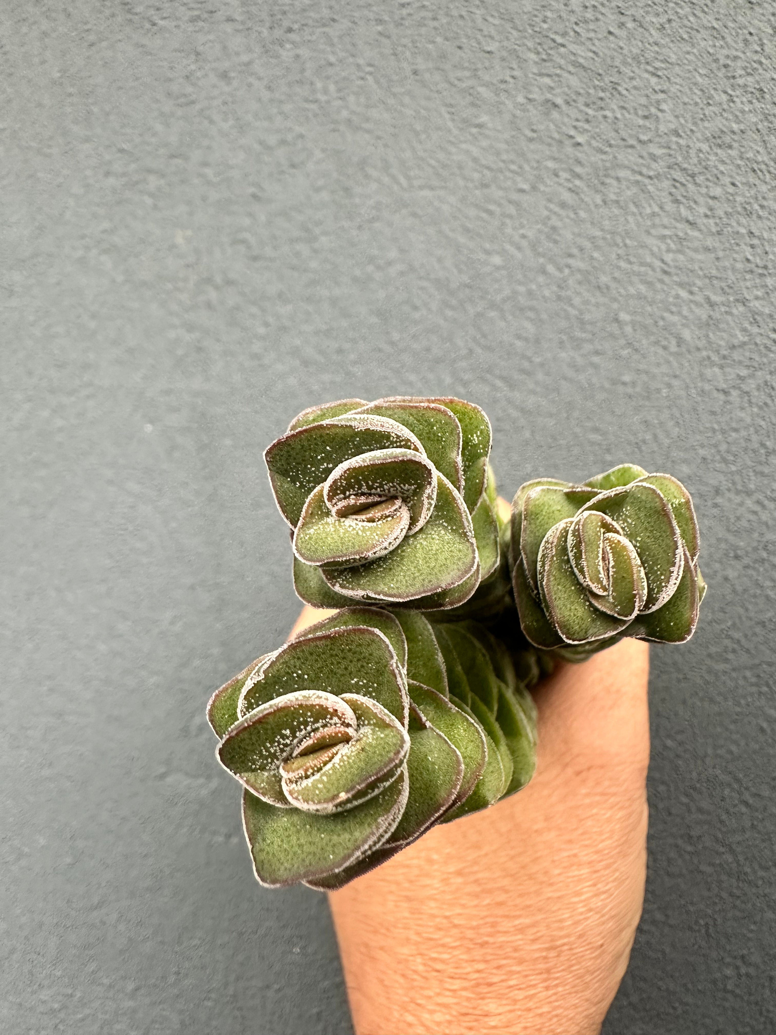 Crassula “Jade Tower”