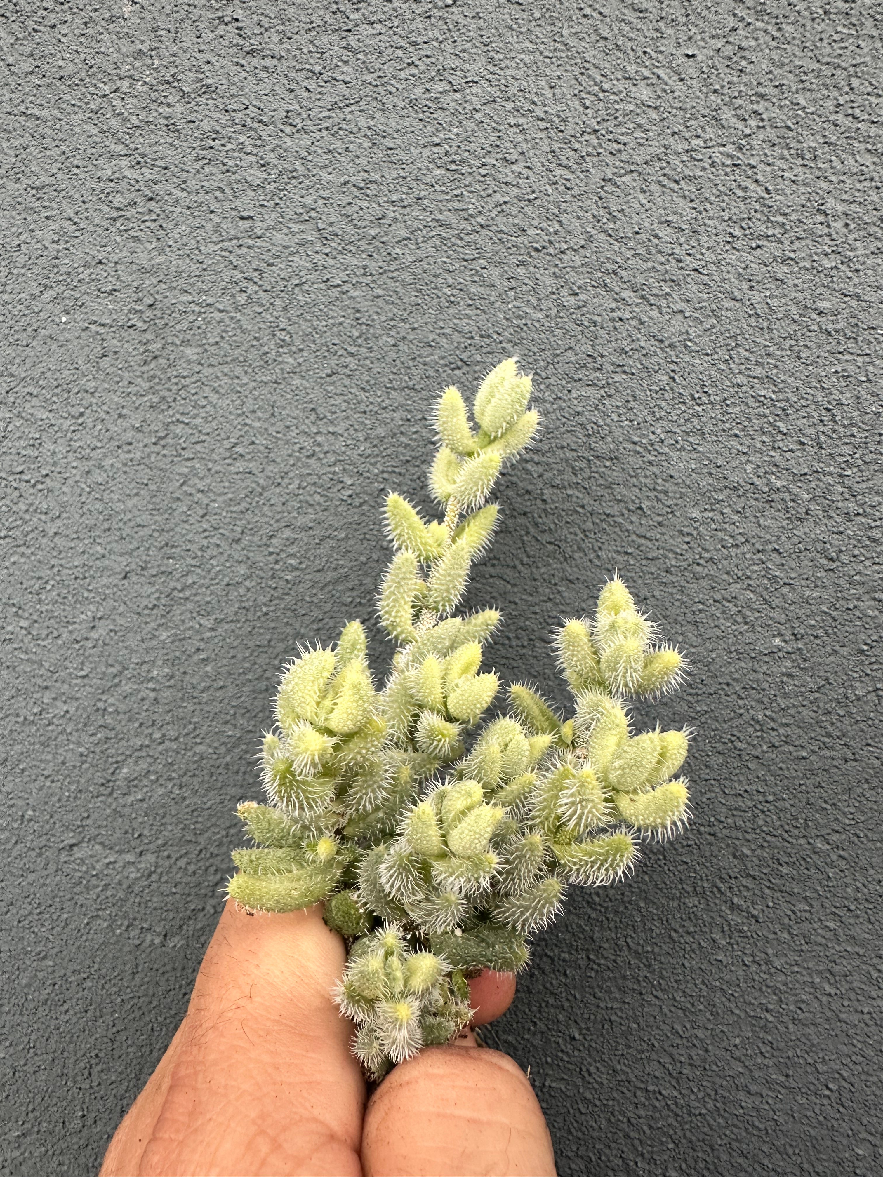 Delosperma Echinatum Variegata