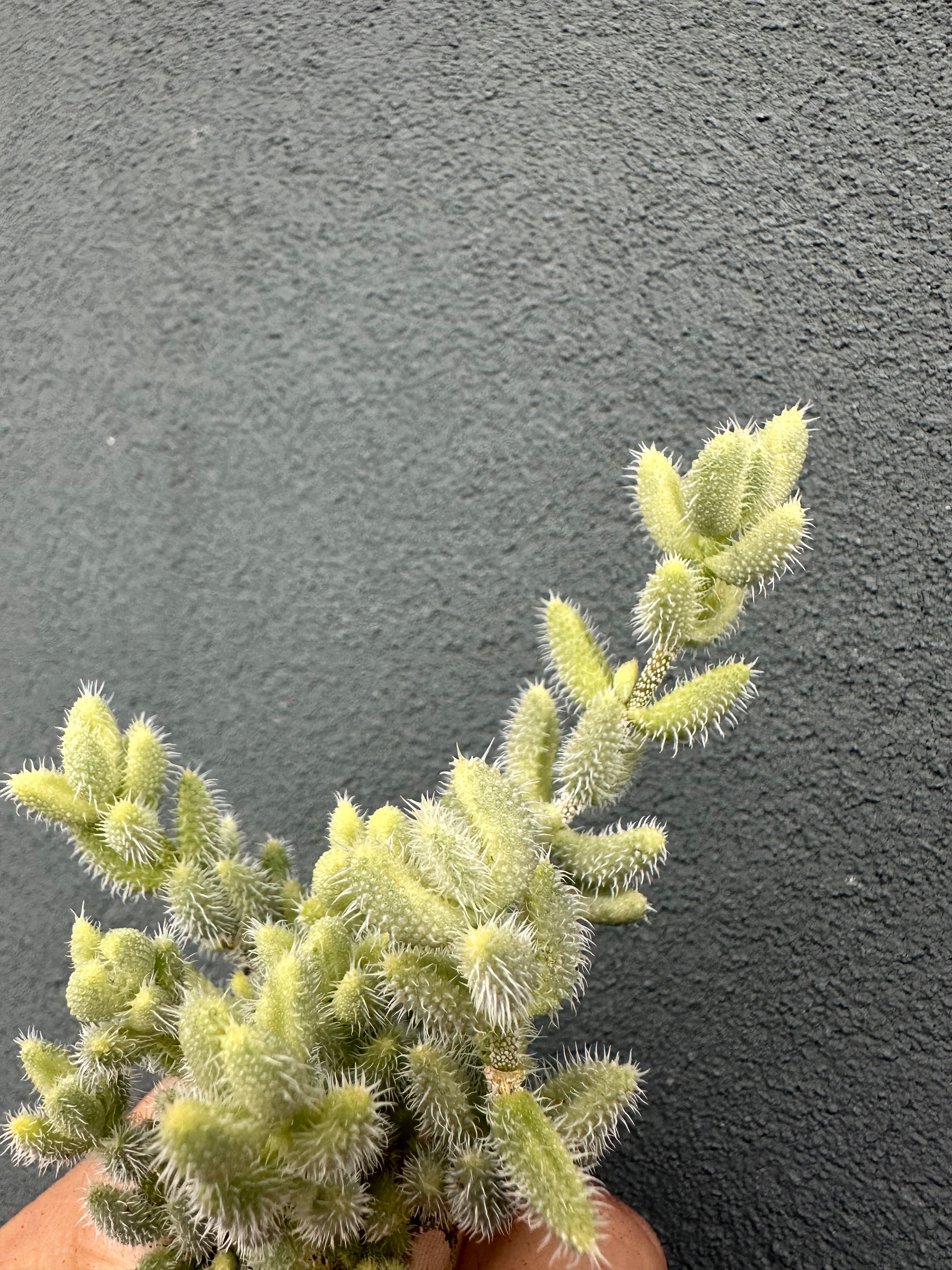 Delosperma Echinatum Variegata