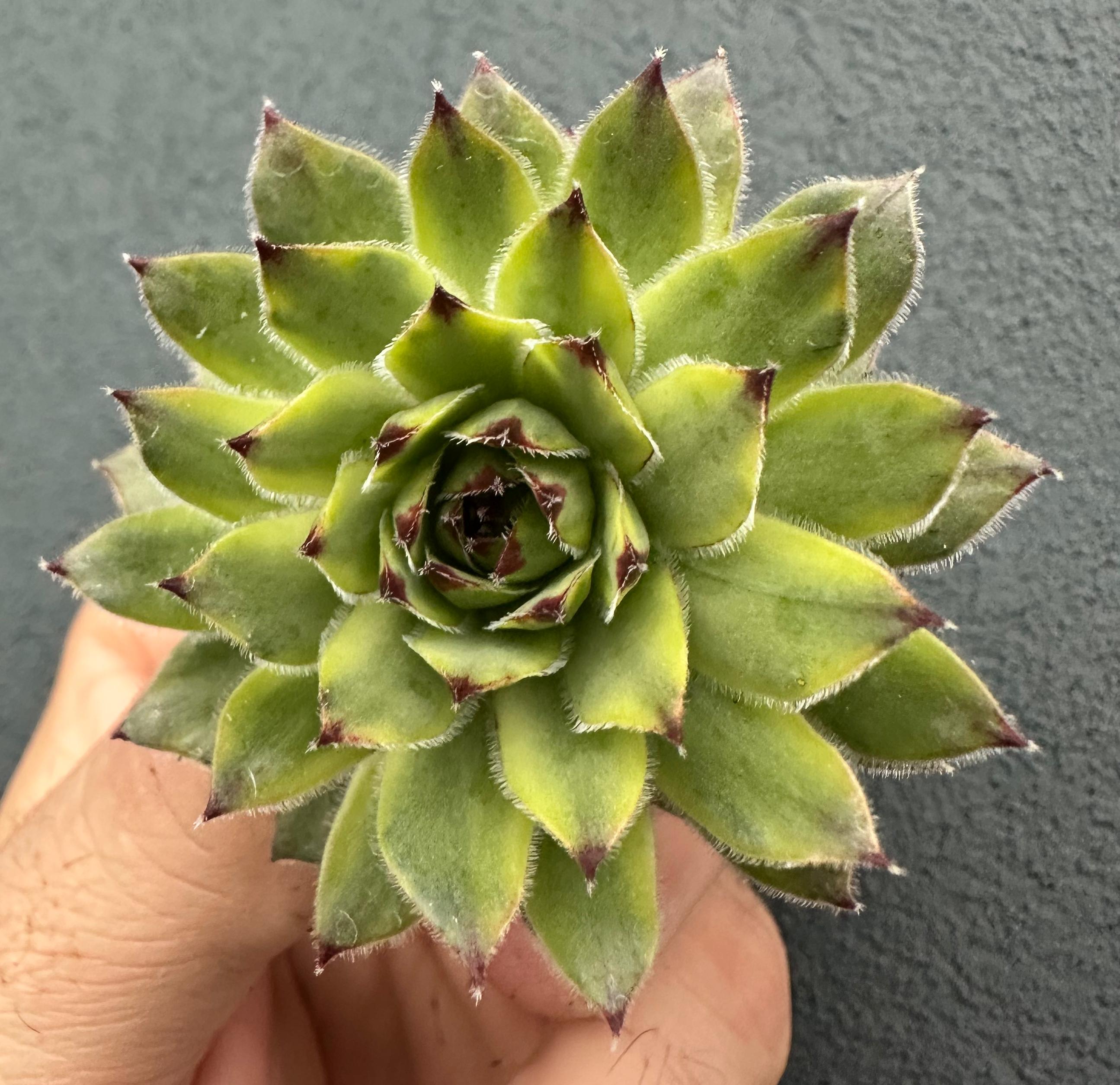 Sempervivum "Apple teaser"