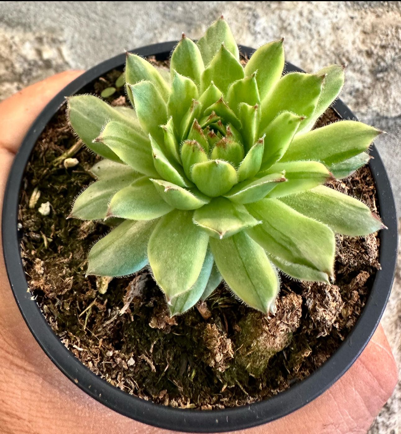 Sempervivum "Apple teaser"