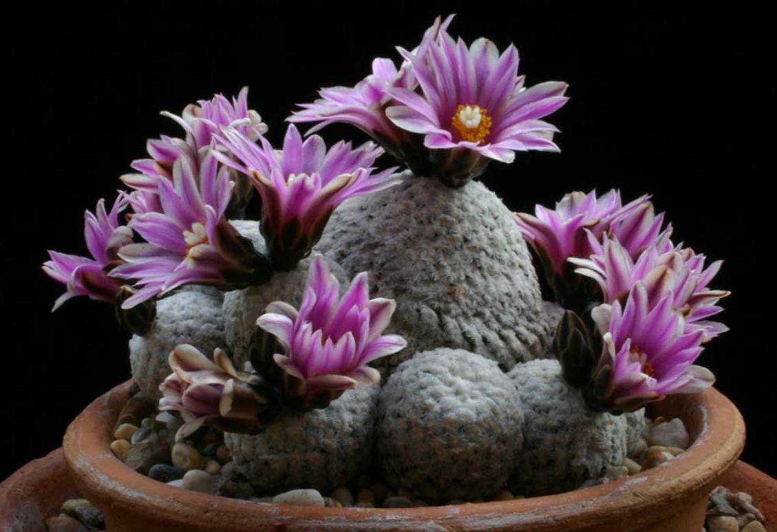 Turbinicarpus valdezianus