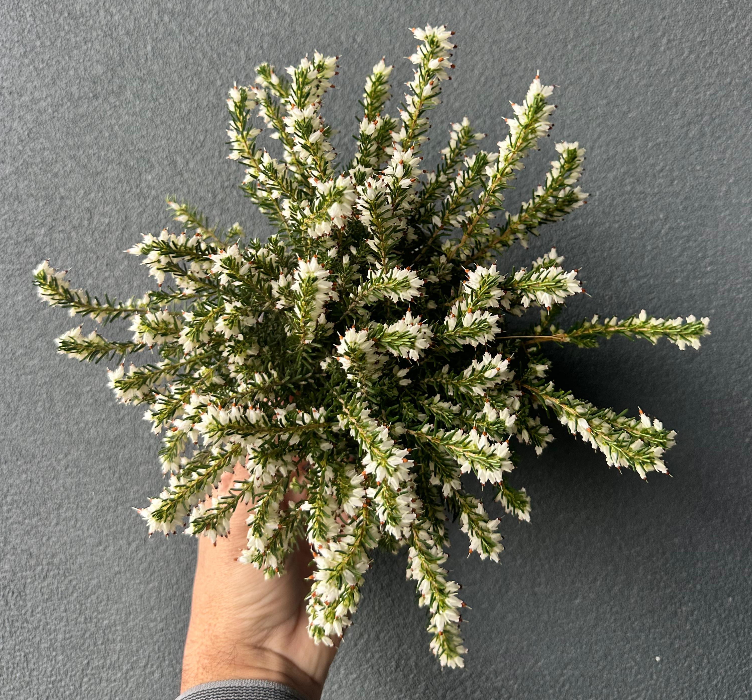 Erica Darrleyensis 20