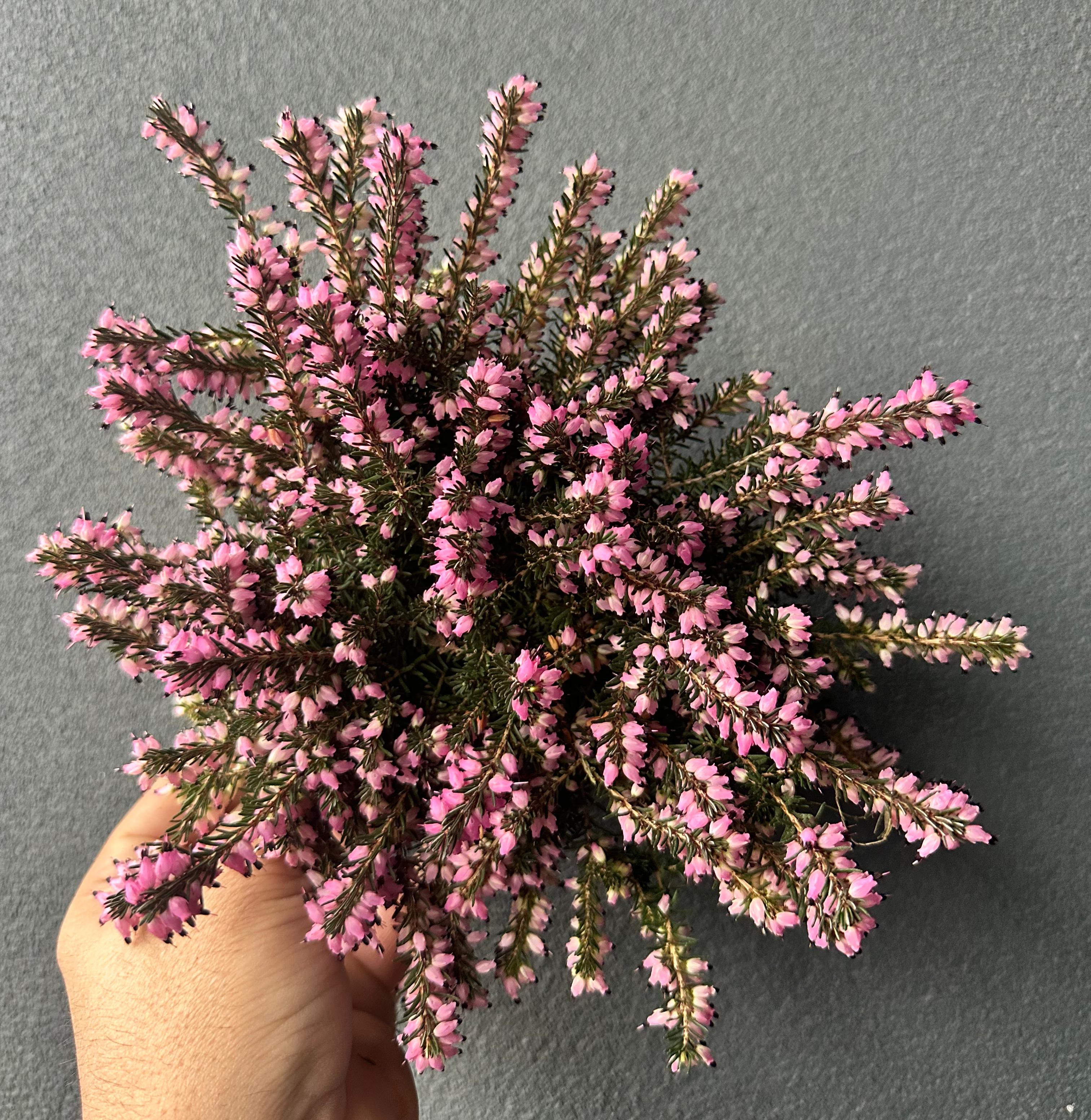 Erica Darrleyensis 20