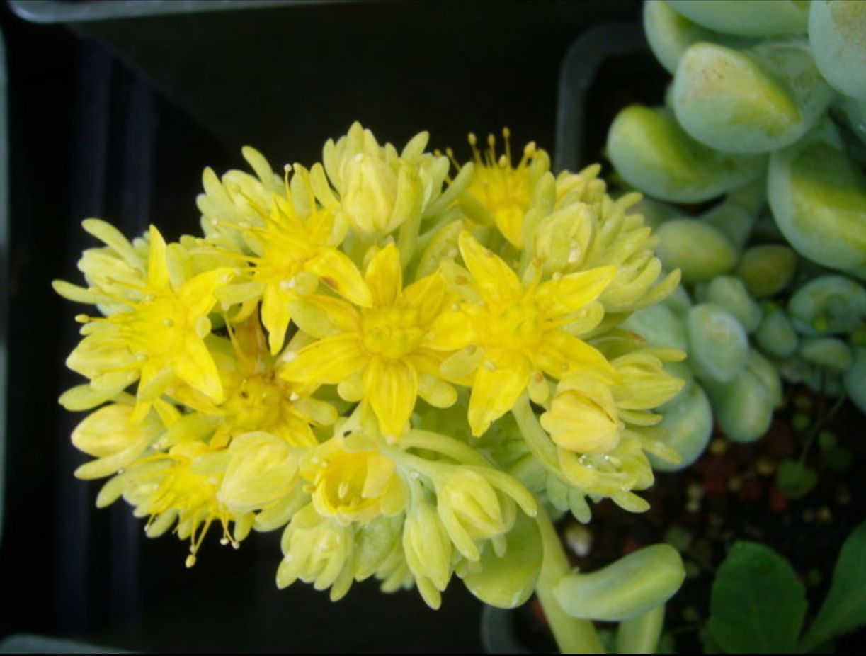 Sedum “Treleasei”