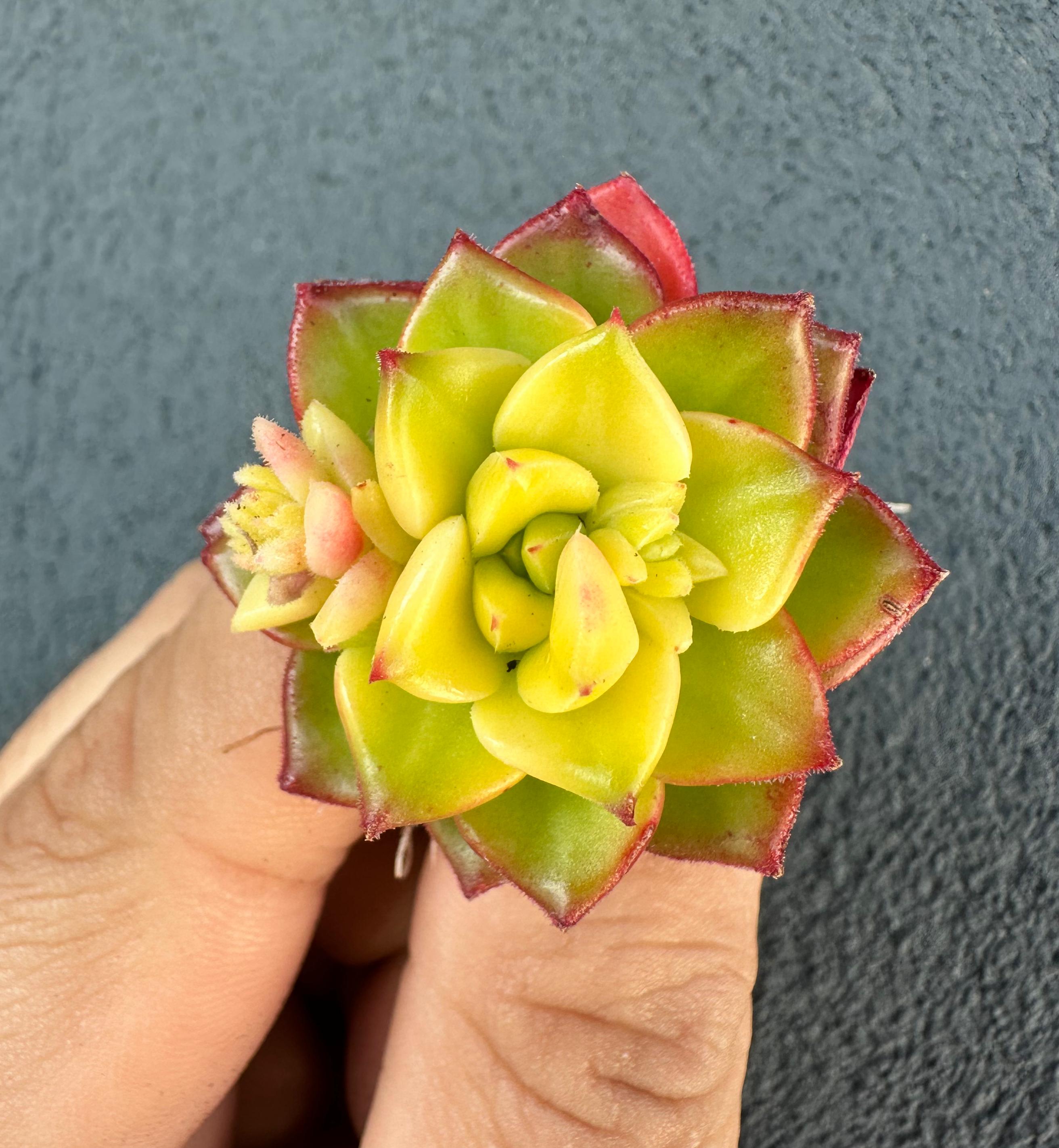 Echeveria Korea - Sem Id