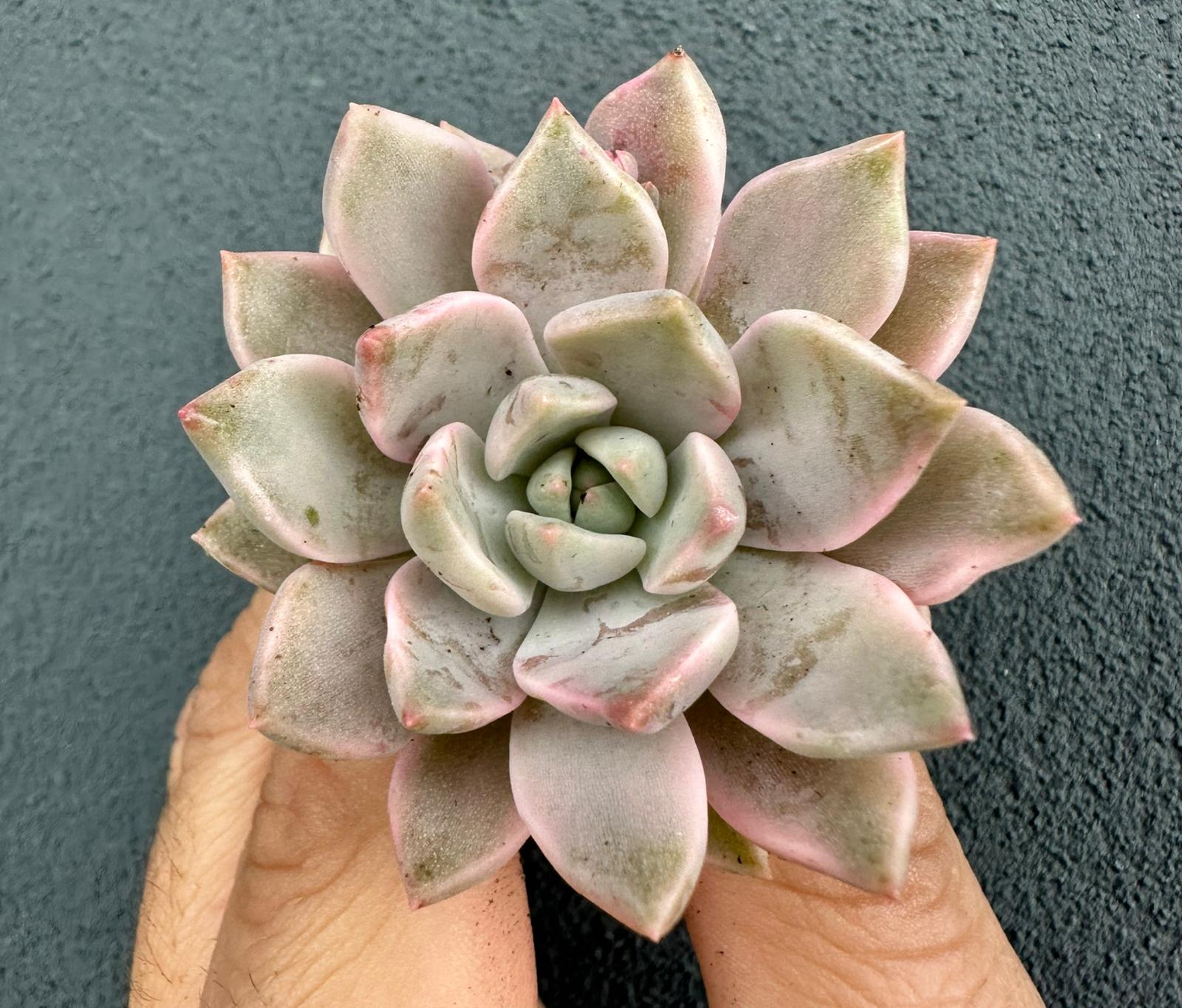 Echeveria Blood Moon variegata