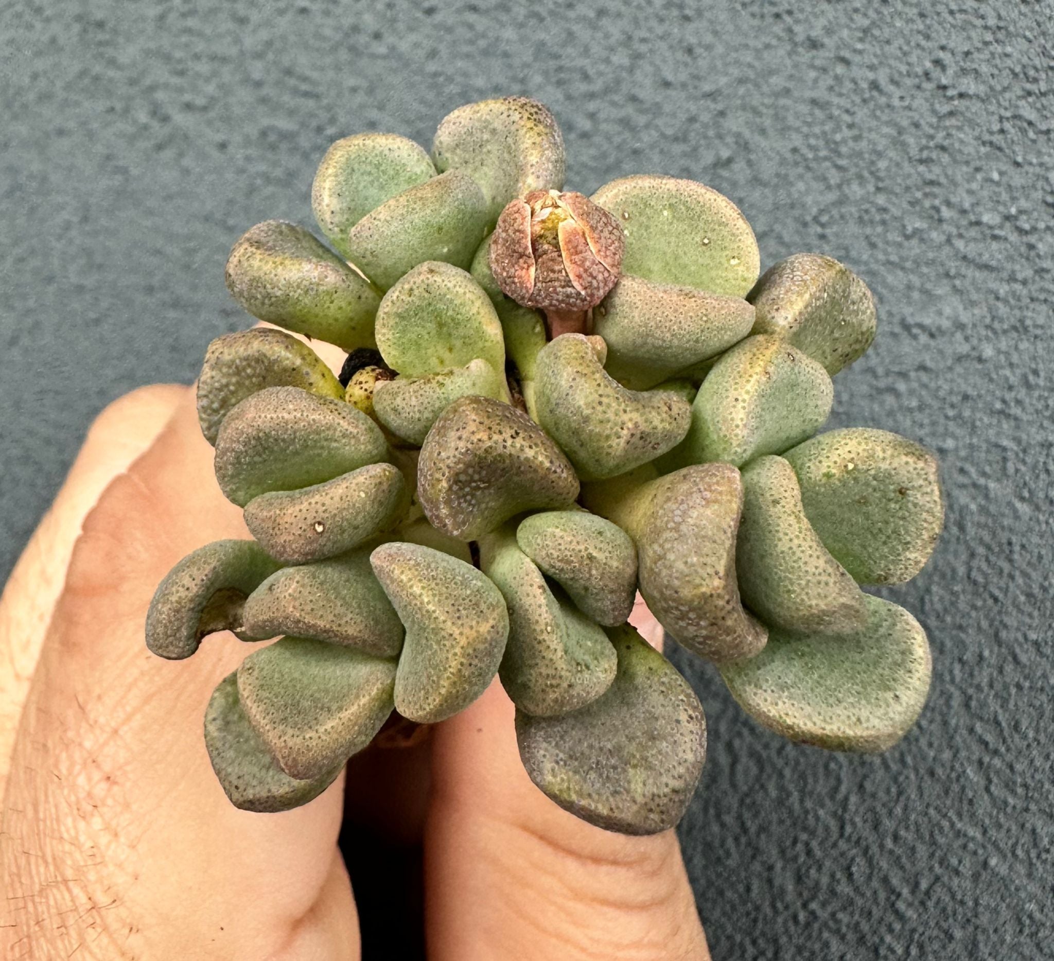 Aloinopsis schooneesii form. caudex