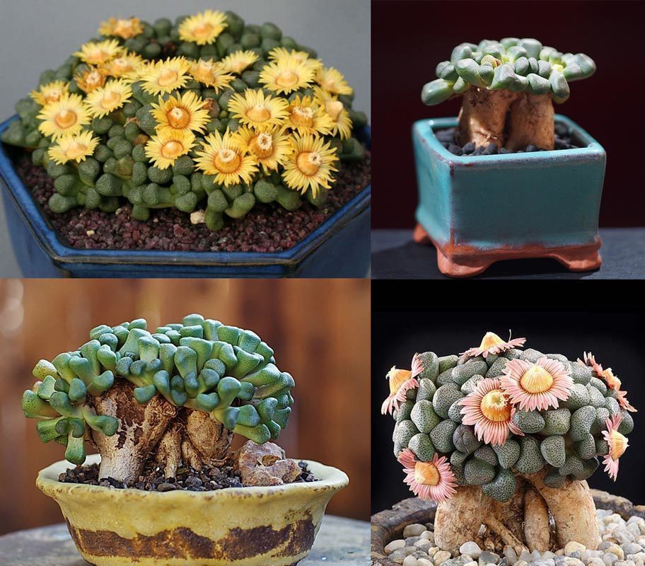 Aloinopsis schooneesii form. caudex