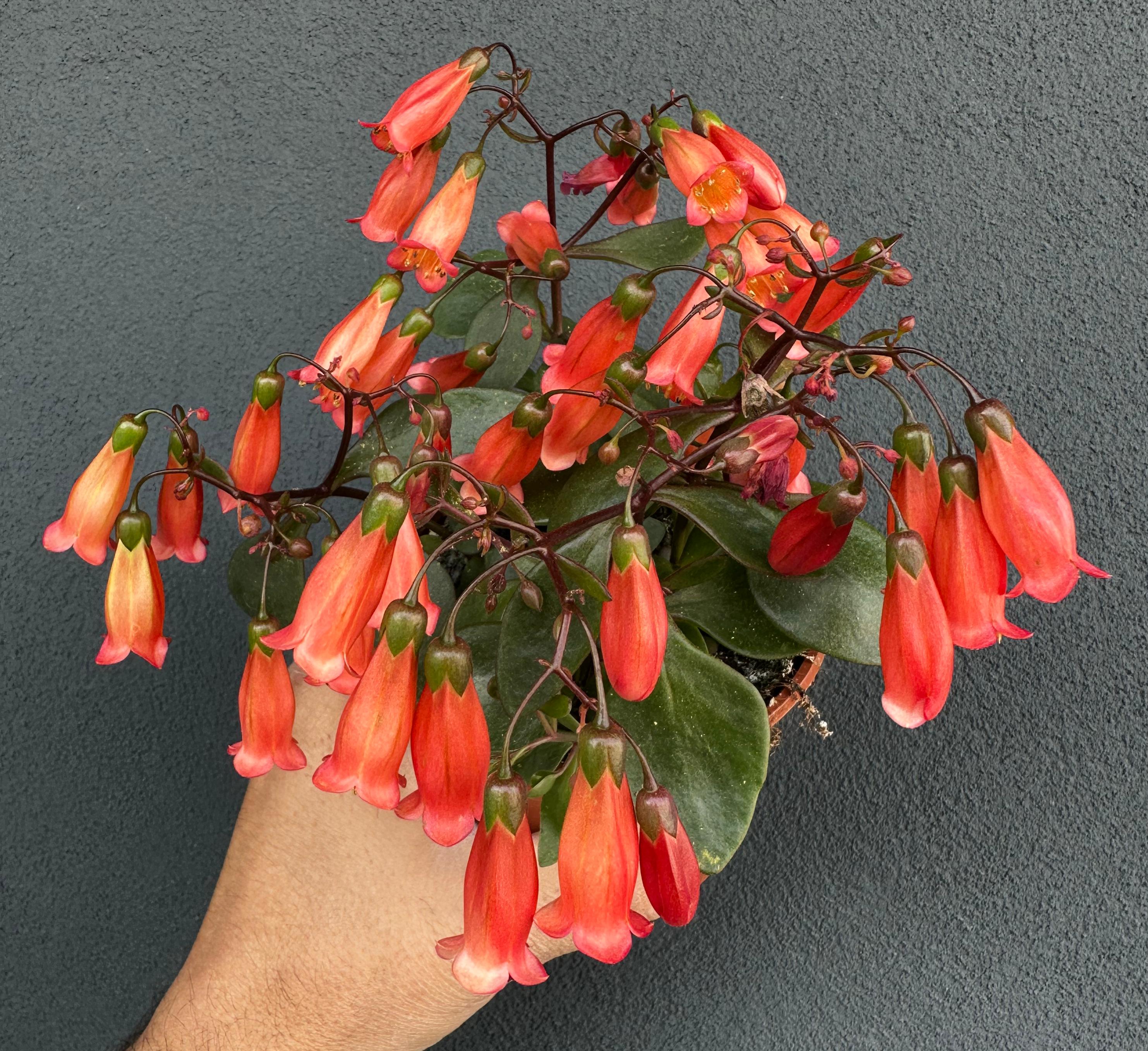 Kalanchoe manginii - Kalanchoe pendente