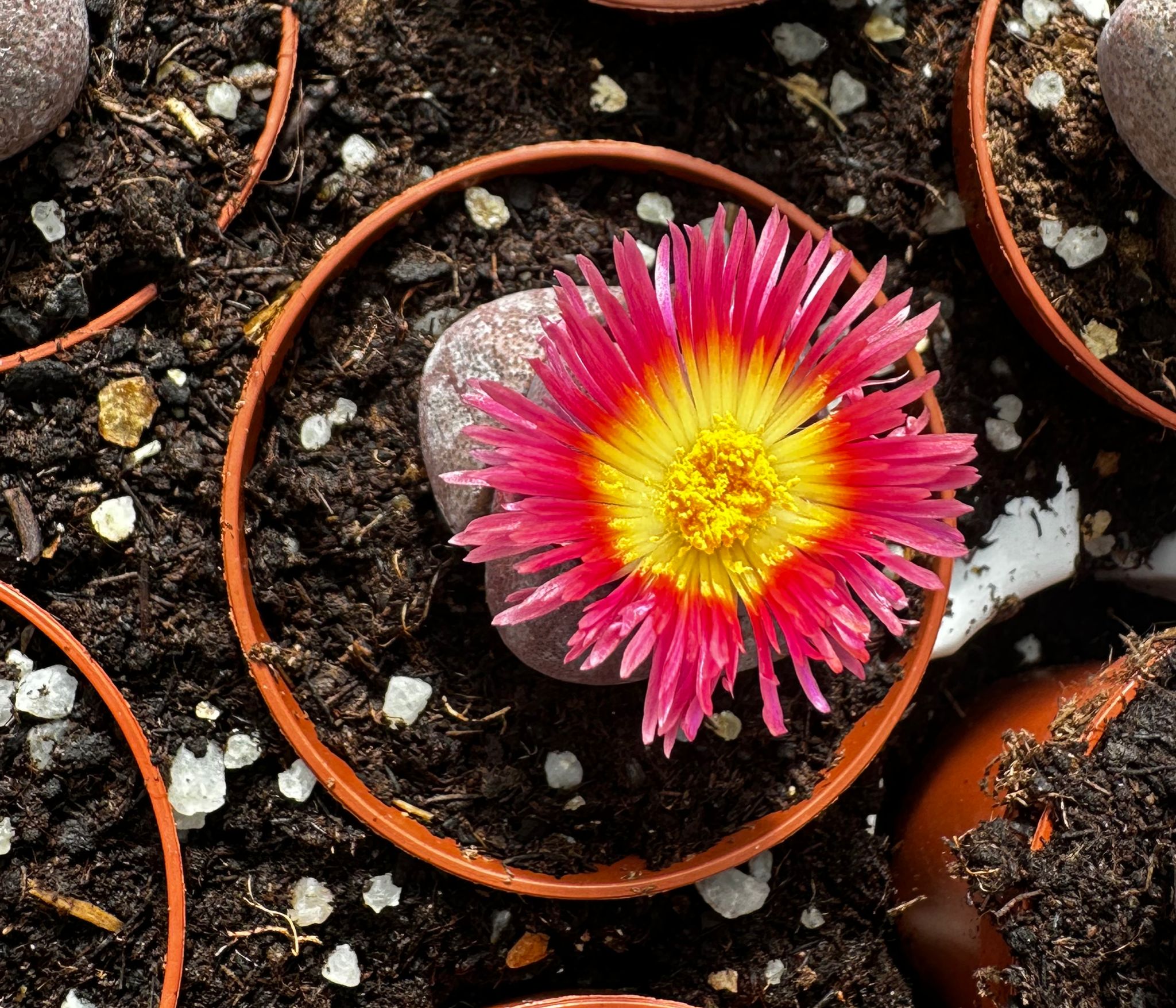Pleiospilos nelii rubra