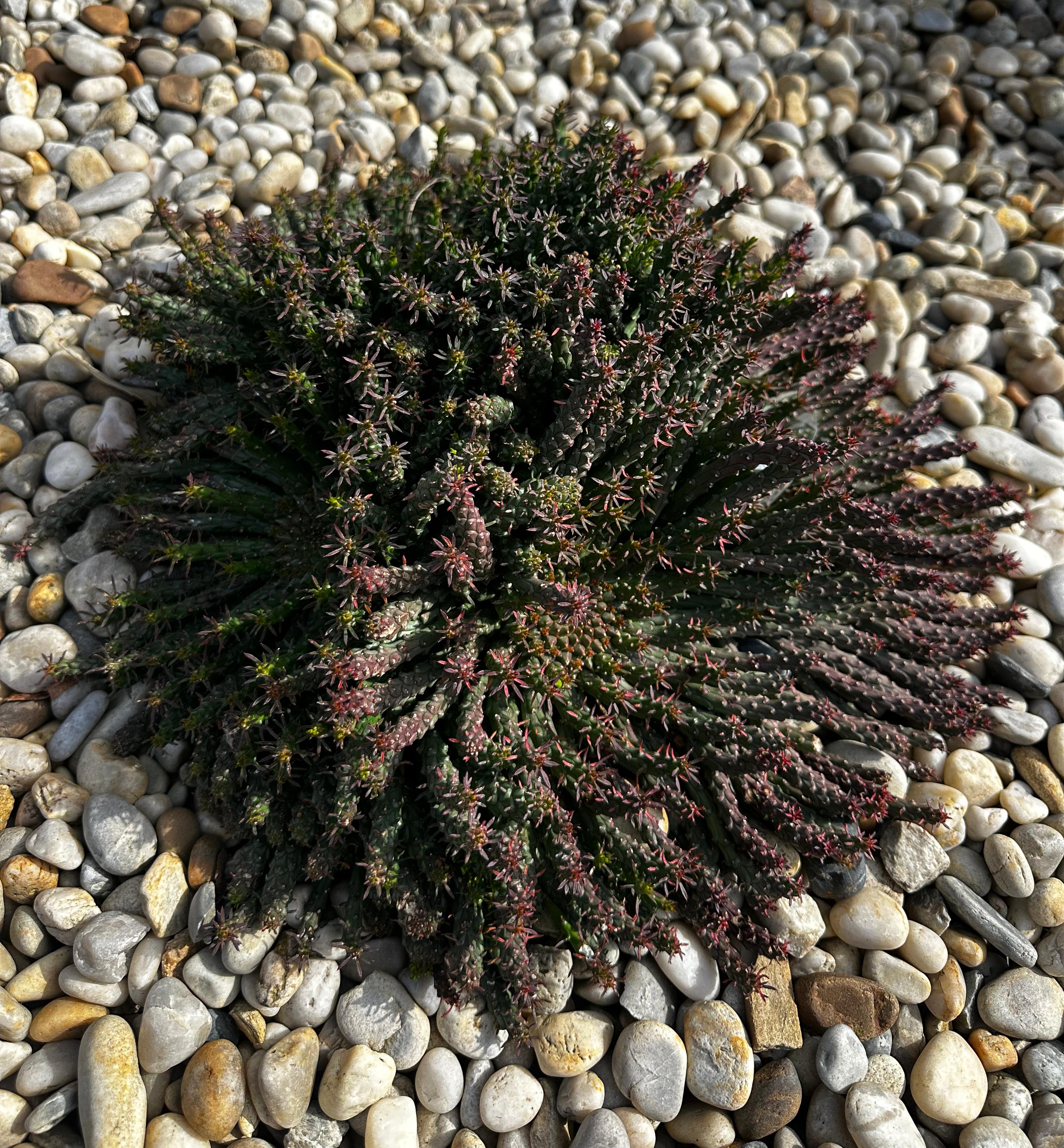 Euphorbia flanaganii