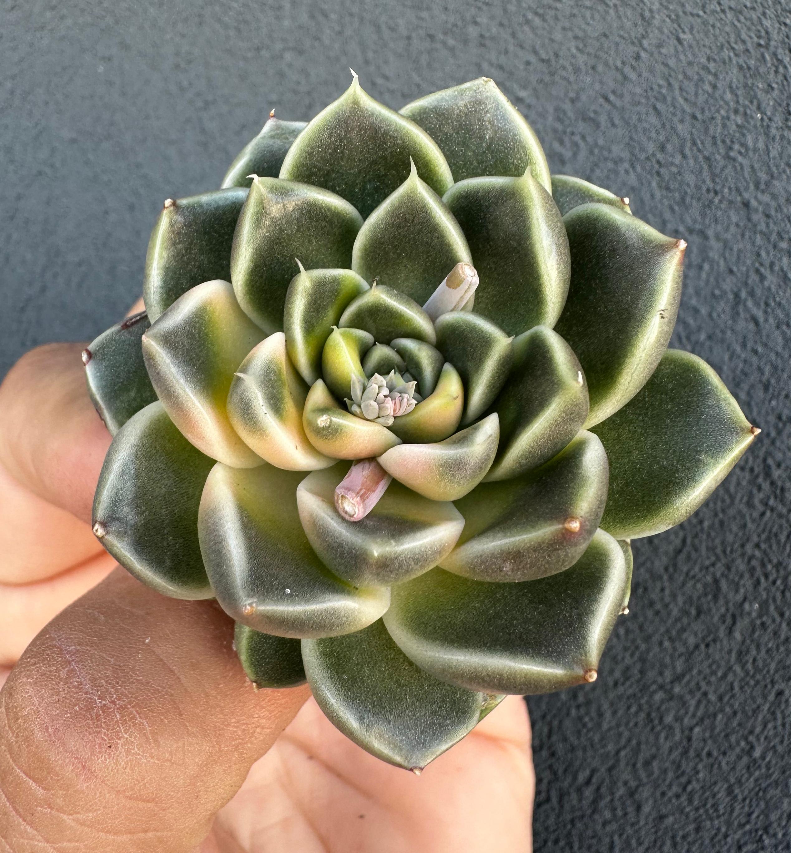 Echeveria Gallo