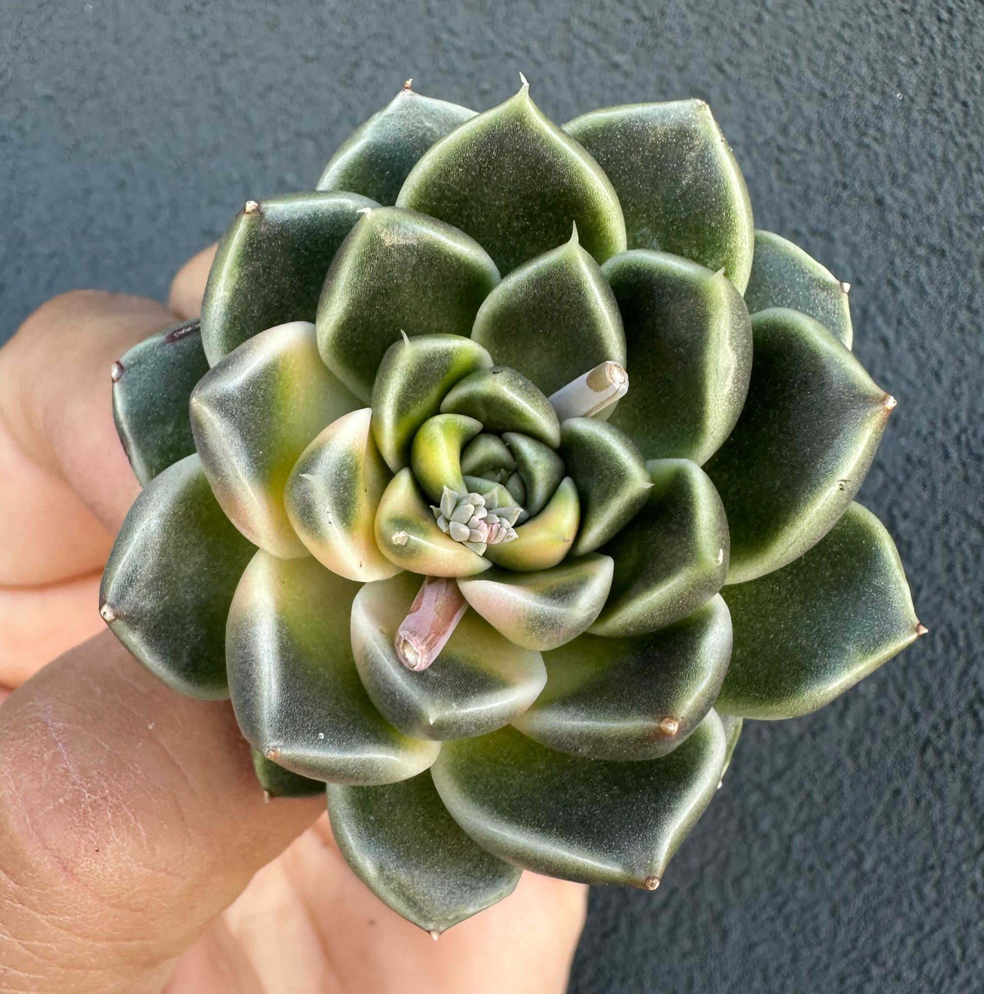 Echeveria Gallo