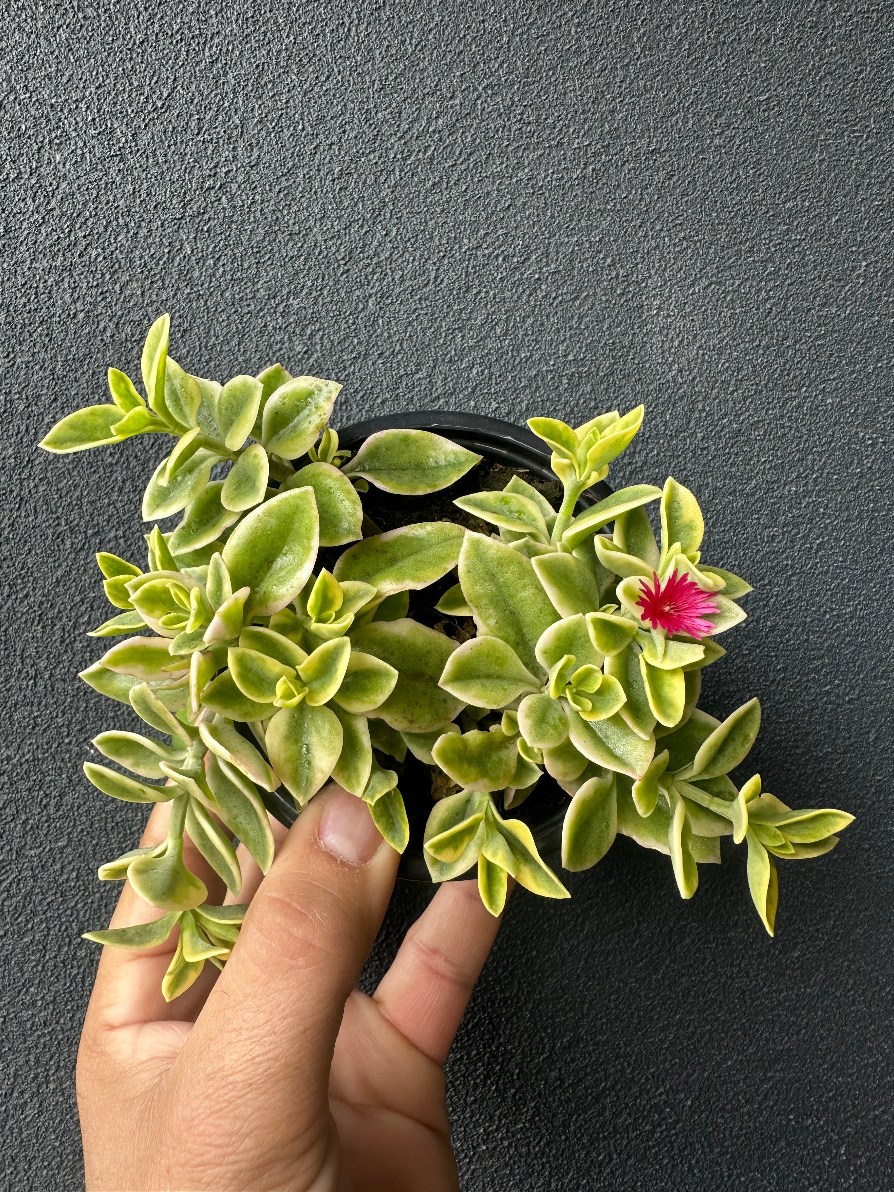 Aptenia cordifolia variegata