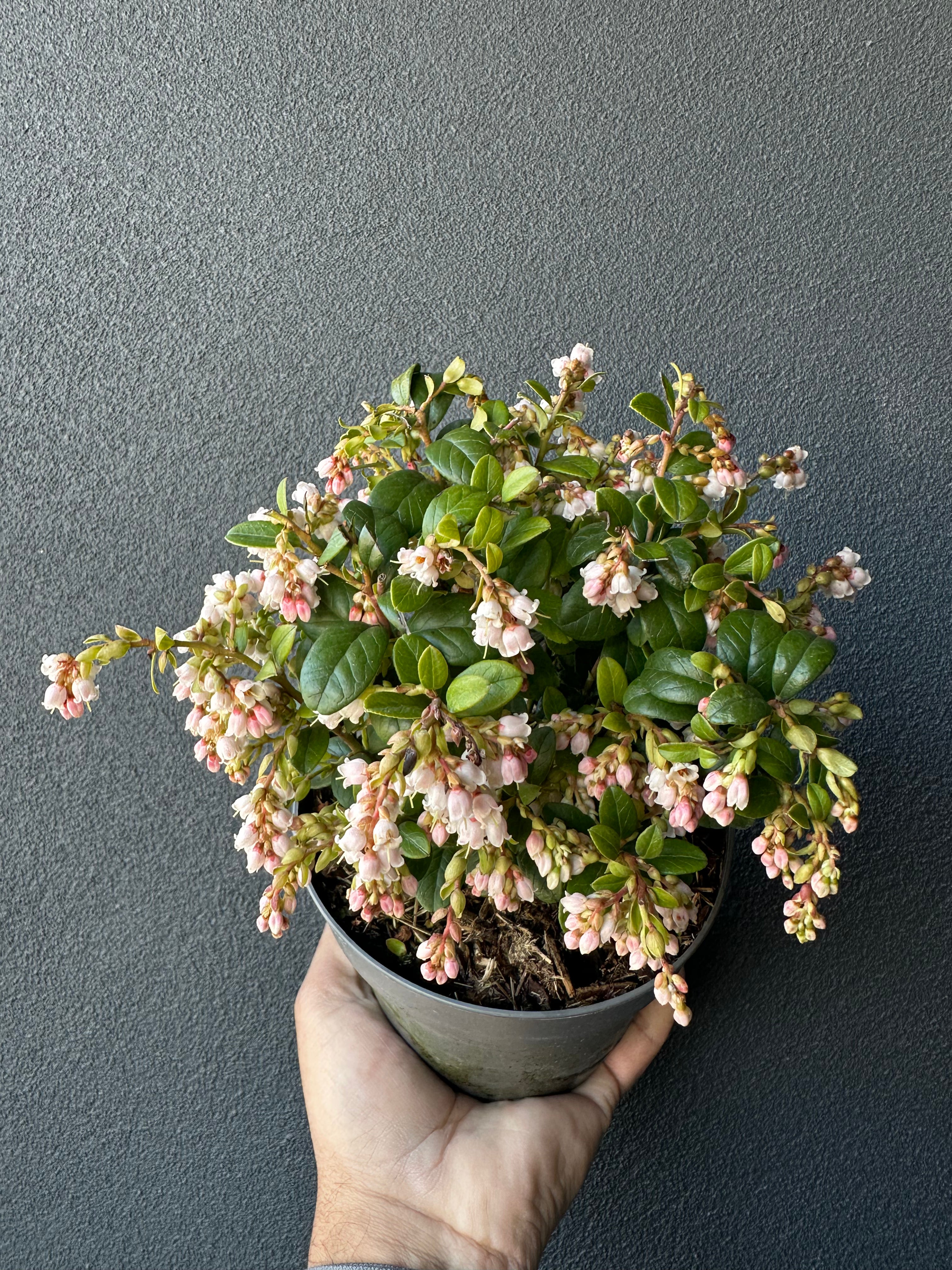 Vaccinium vitis-idaea - Fire Ball