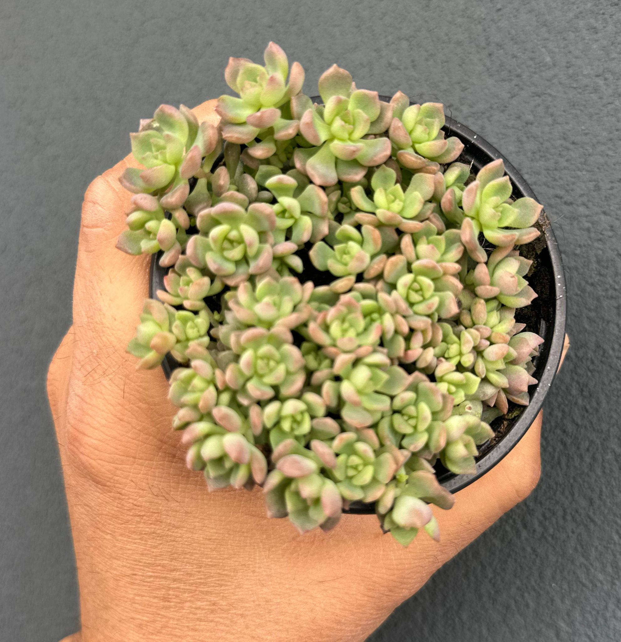 Echeveria Querência Pink