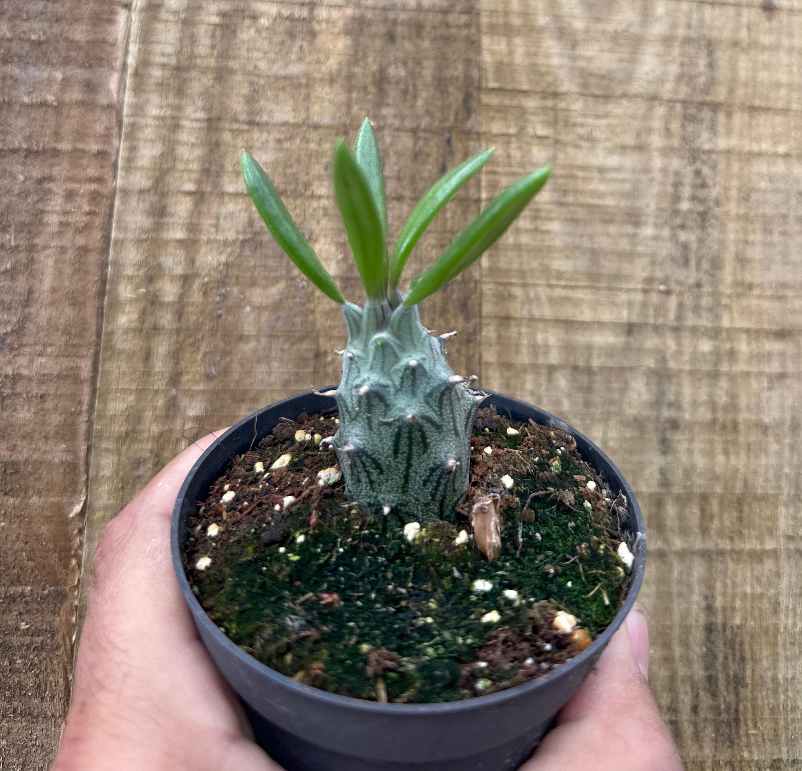 Senecio mweroensis subs. Saginatus