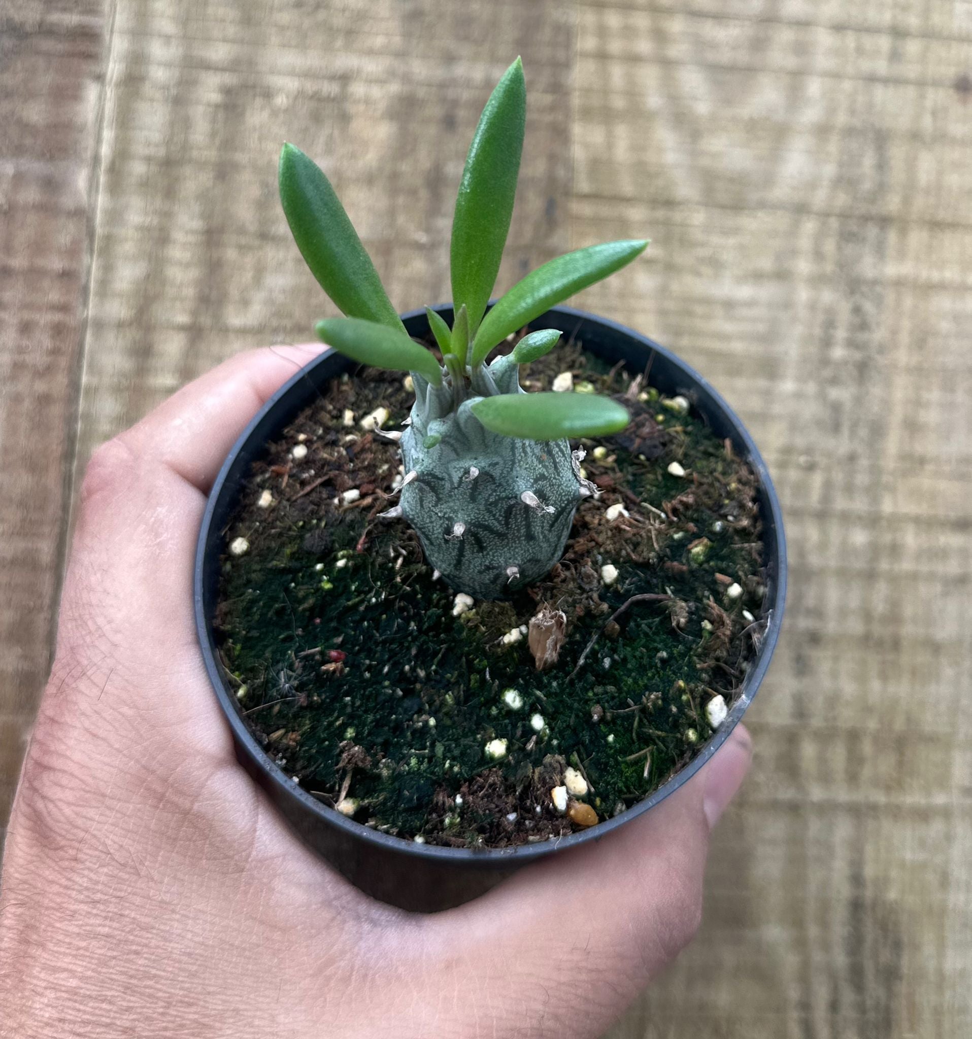 Senecio mweroensis subs. Saginatus