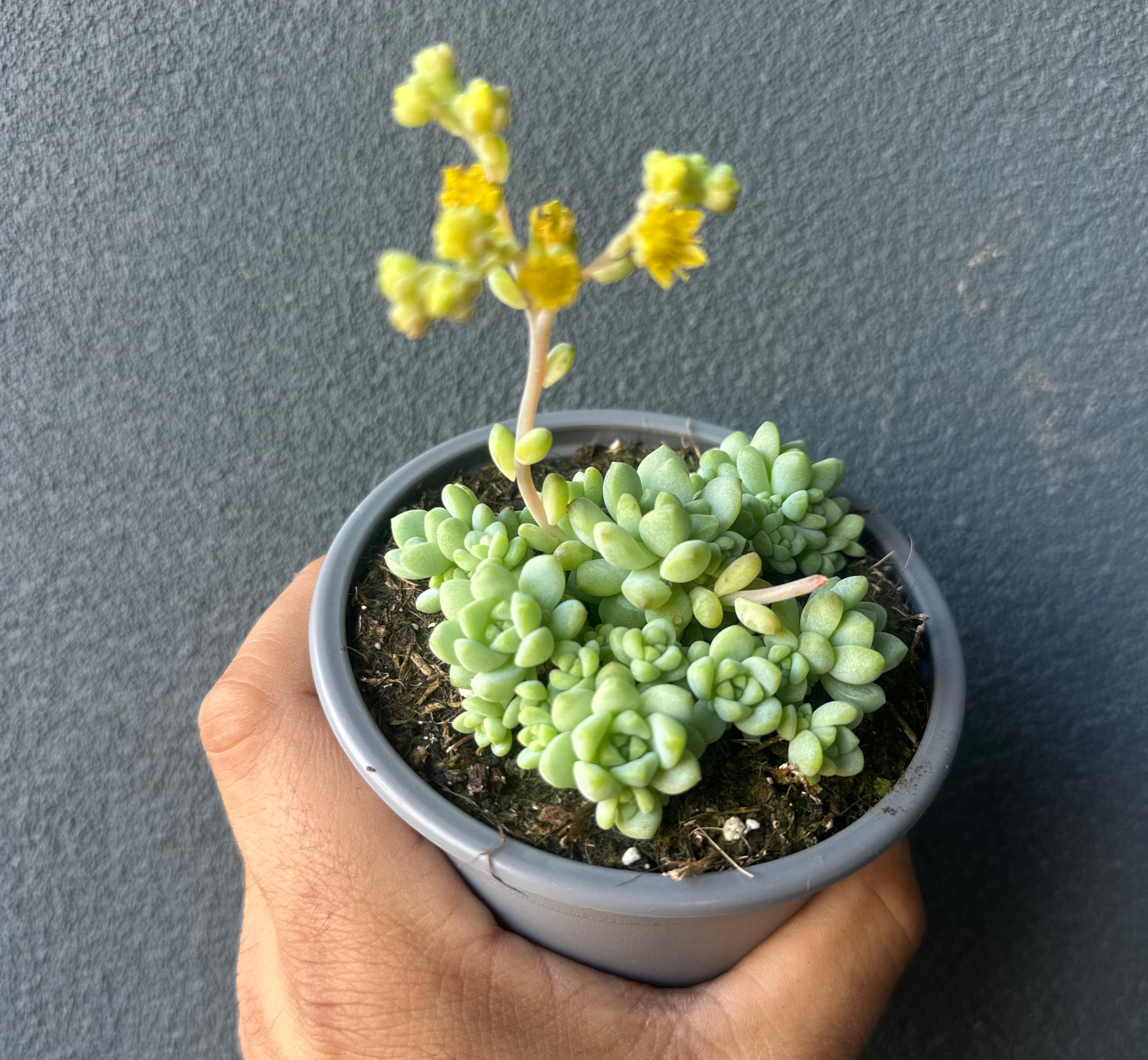 Sedum perez de la rosae
