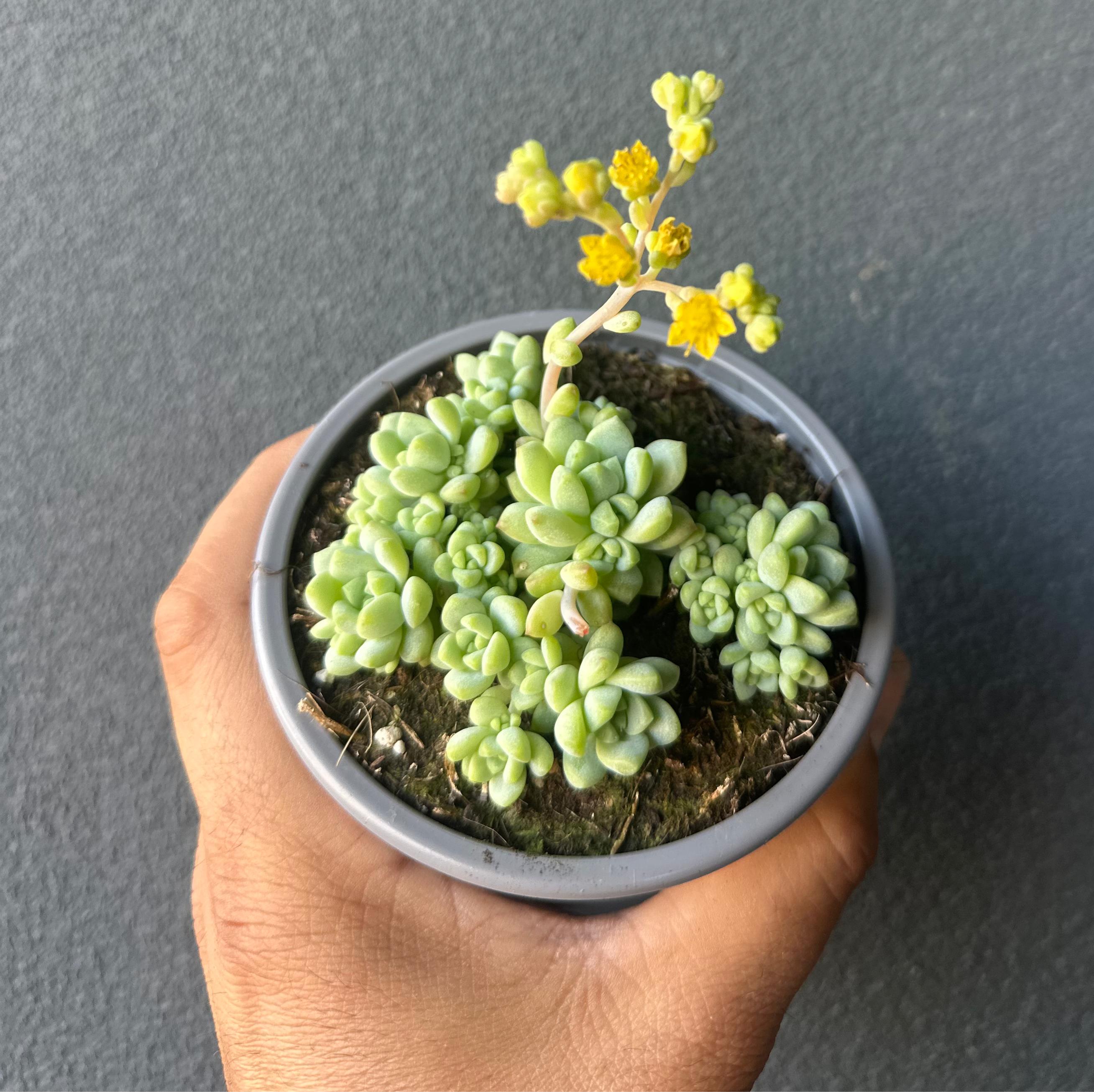 Sedum perez de la rosae