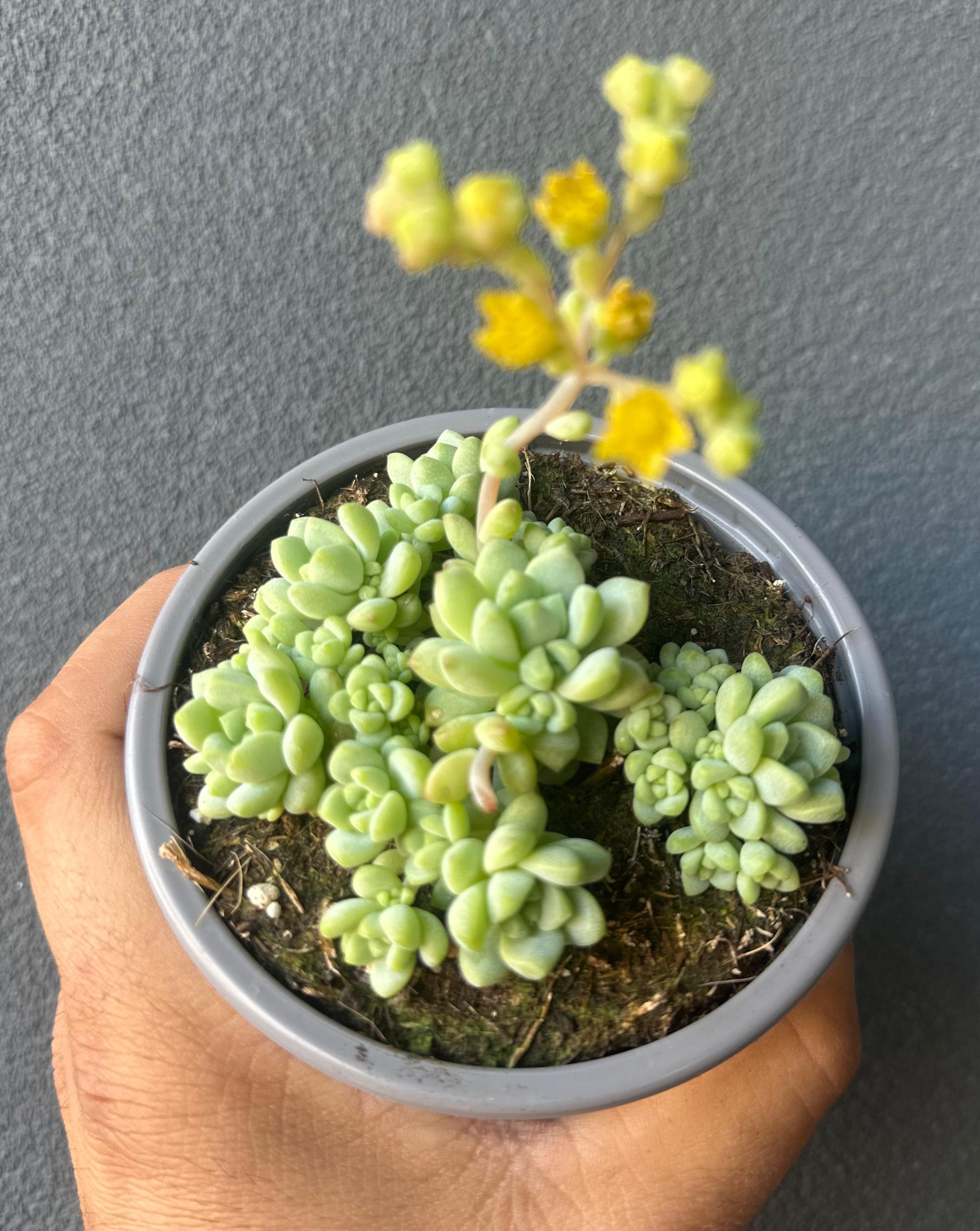 Sedum perez de la rosae