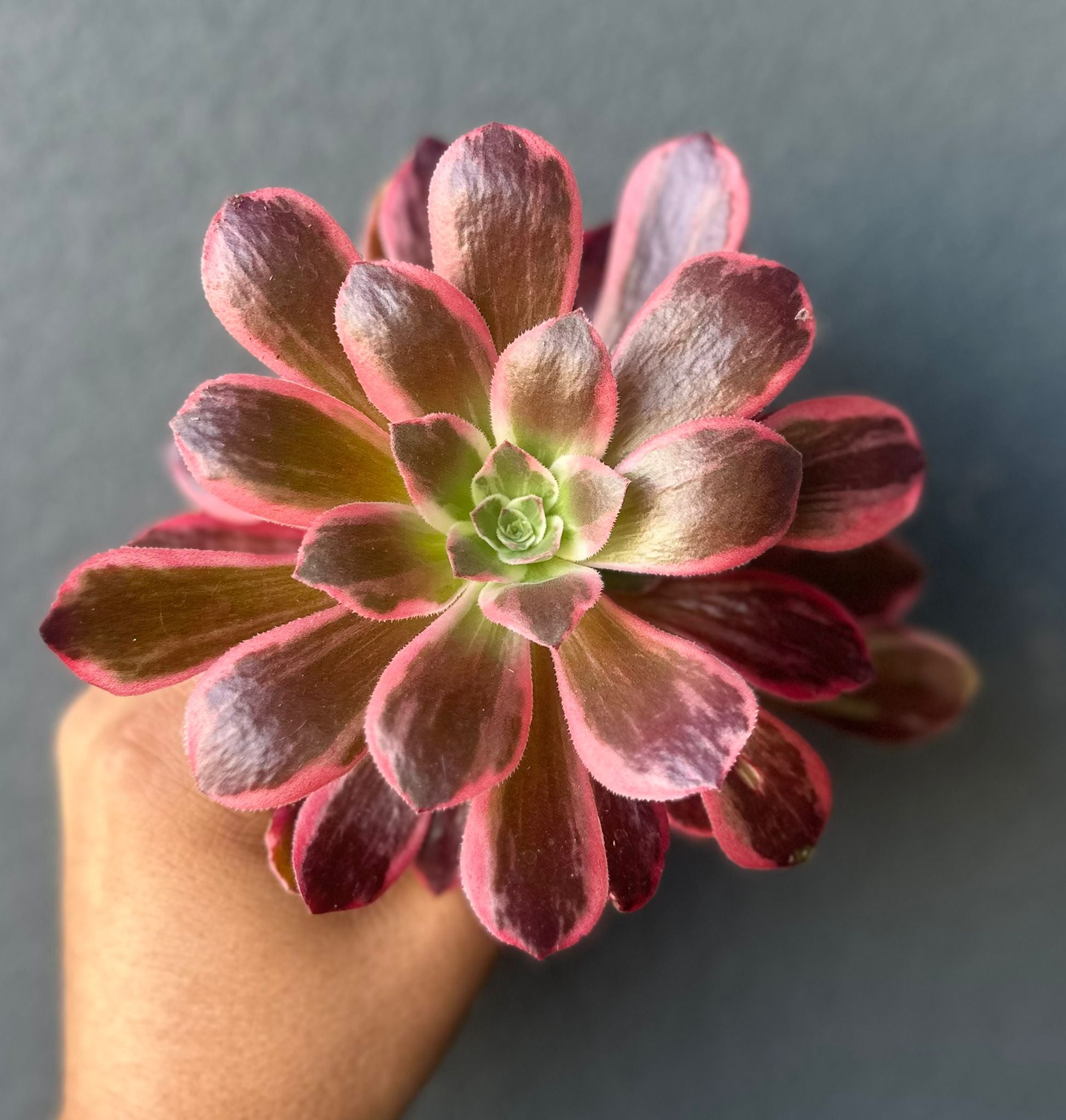 Aeonium “Idolization”