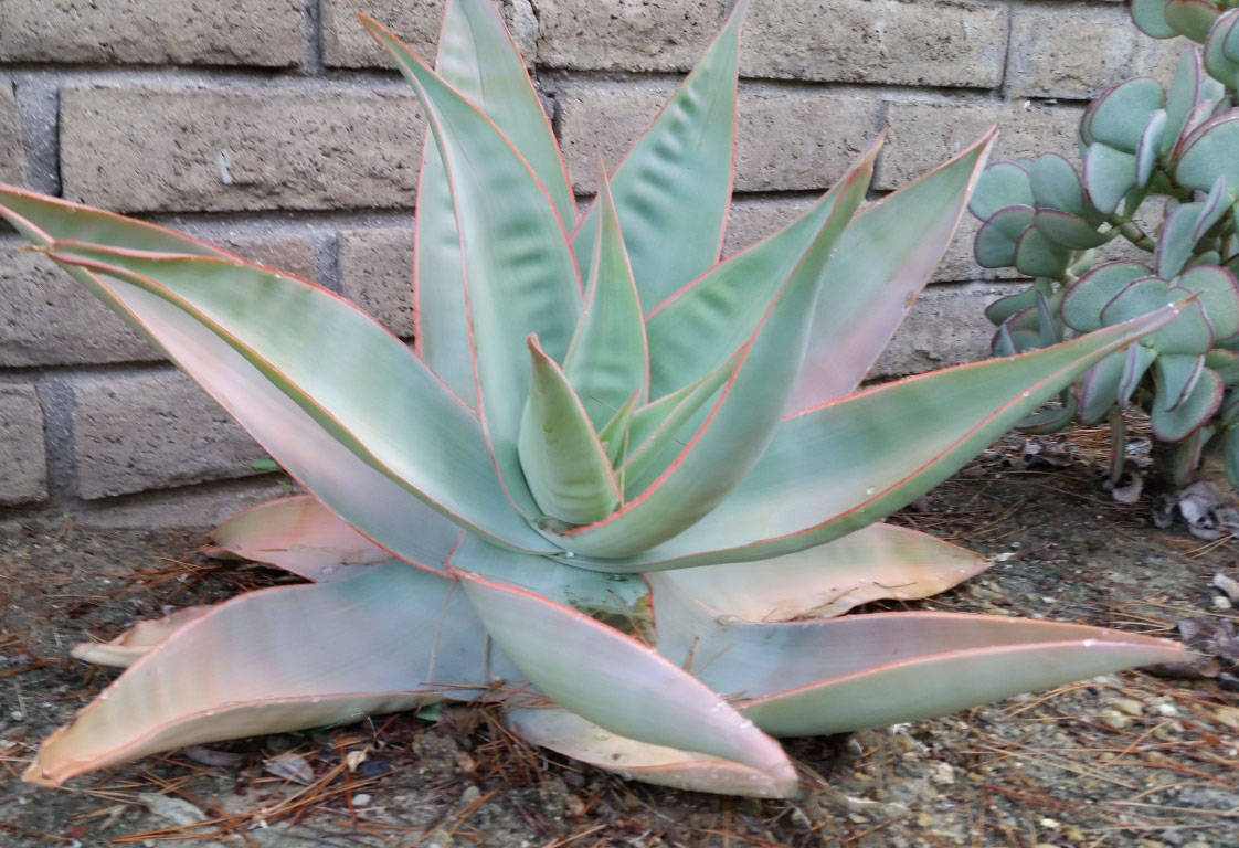 Aloe Striata "Aloe Coral"