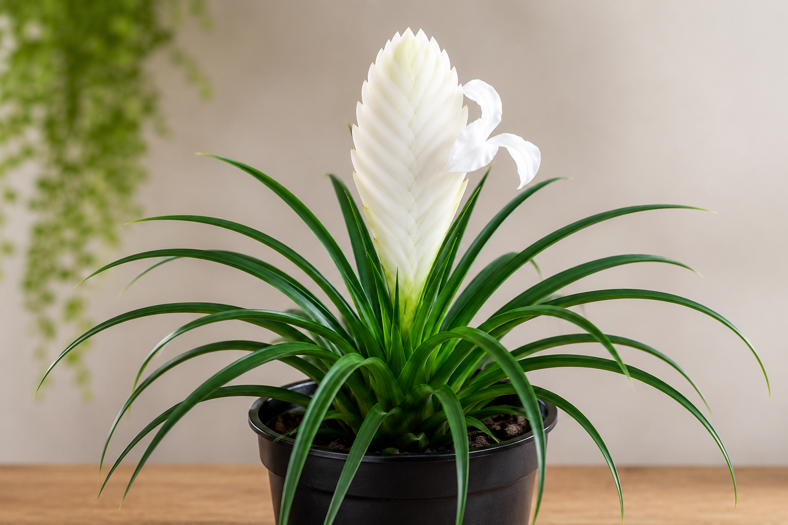 Tillandsia cyanea “Biancini”