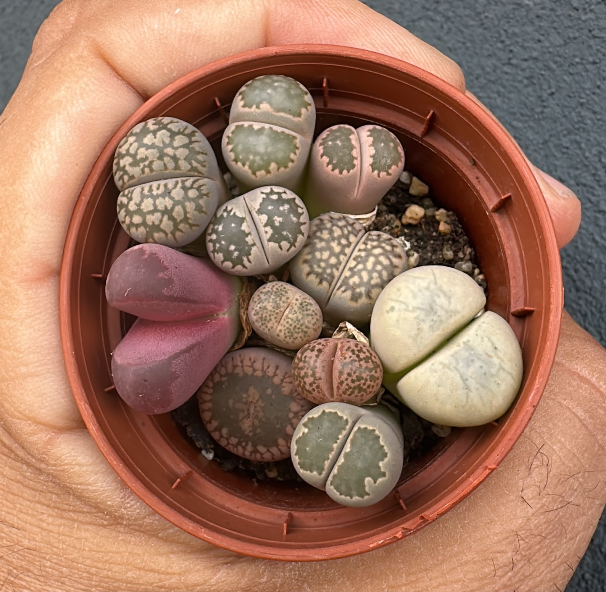 Lithops 2026