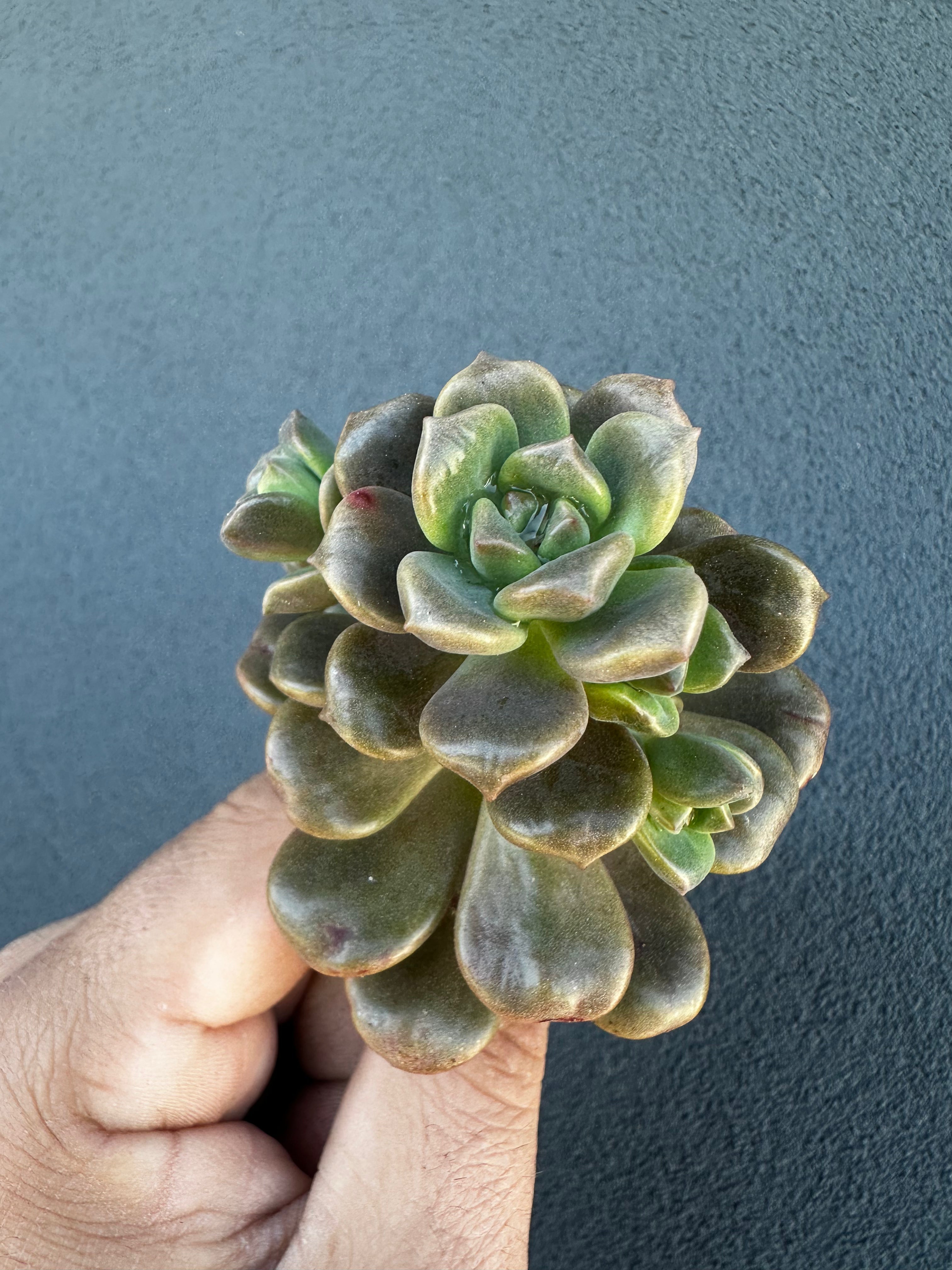 Graptosedum Adria Bubbaloo