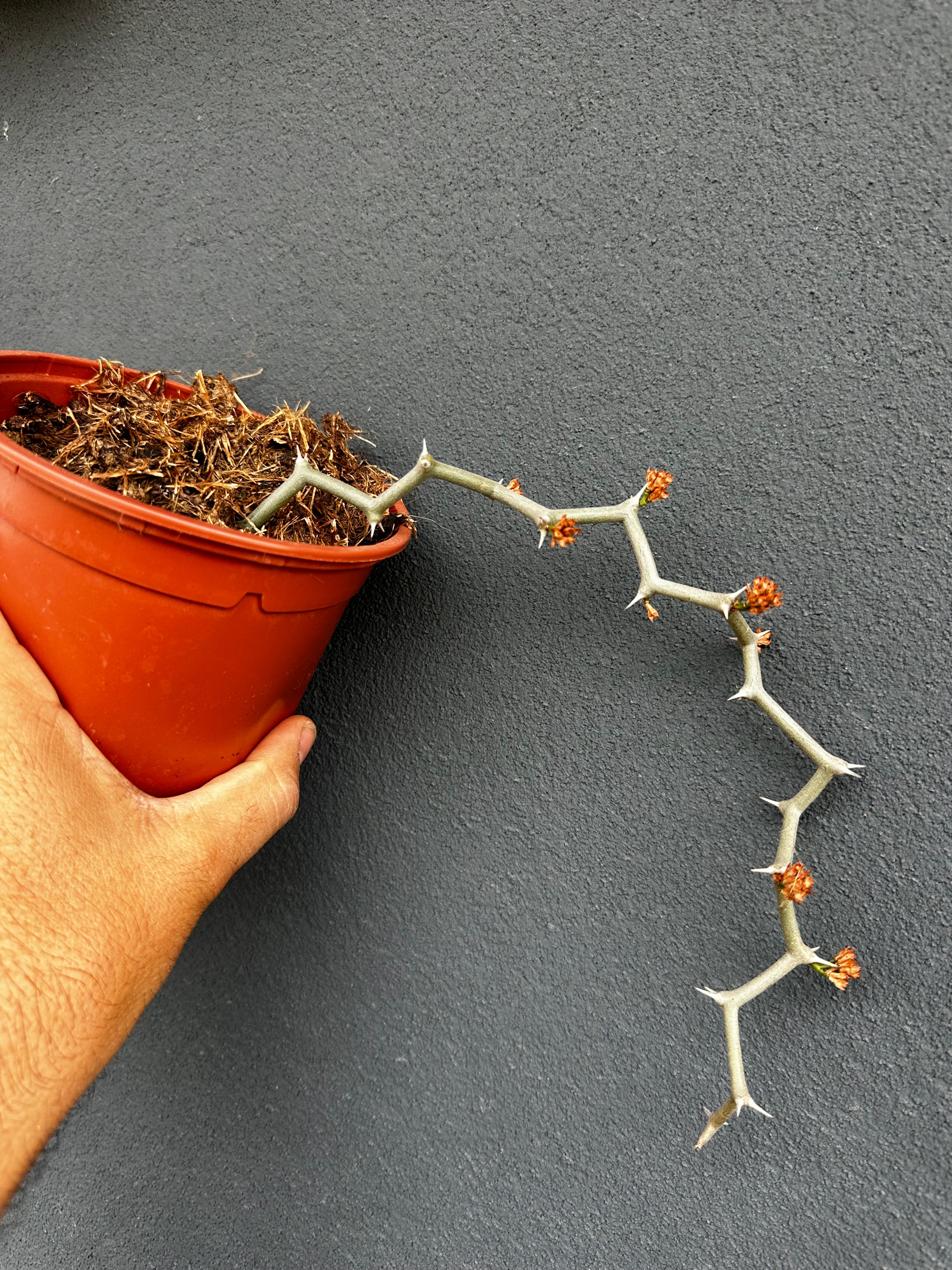 Decarya madagascariensis