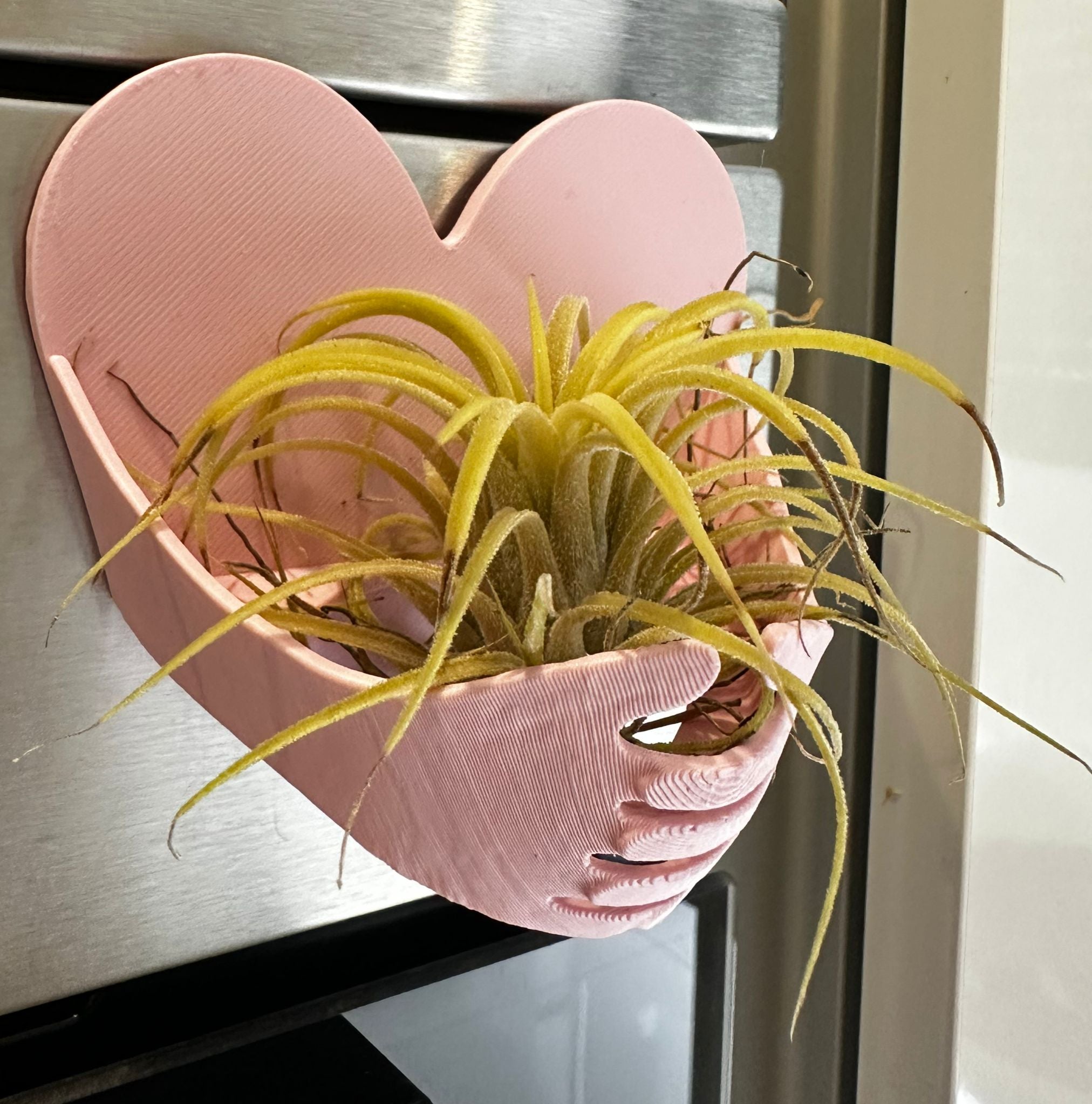 Suporte rosa com ímã para Tillandsia ionantha rubra com 1 unidade da planta