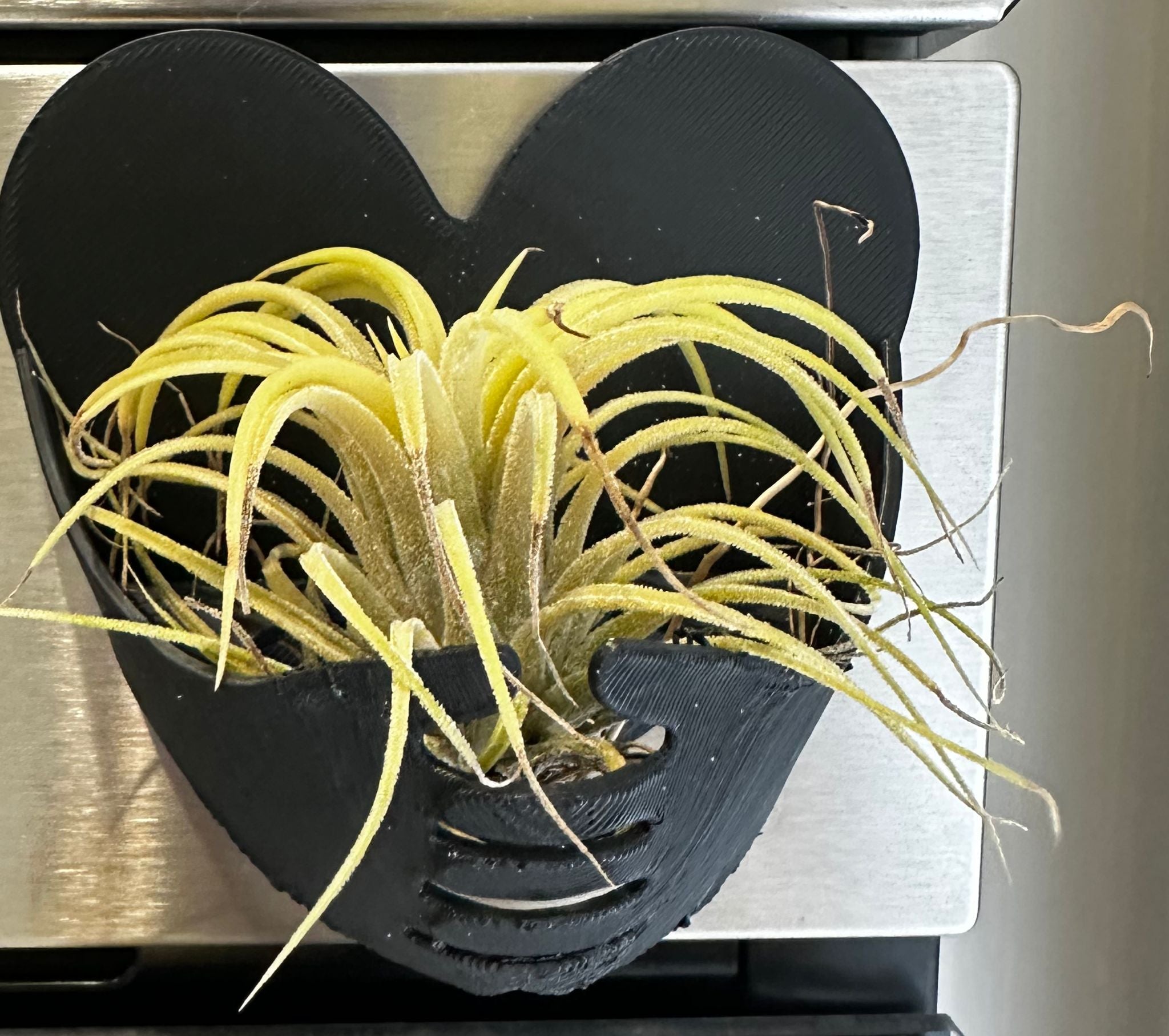 Suporte preto com ímã para Tillandsia ionantha rubra com 1 unidade da planta